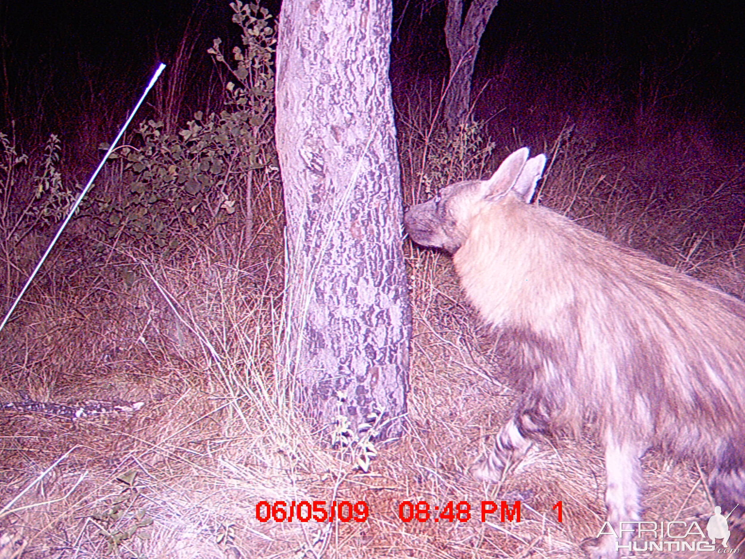 Brown Hyena