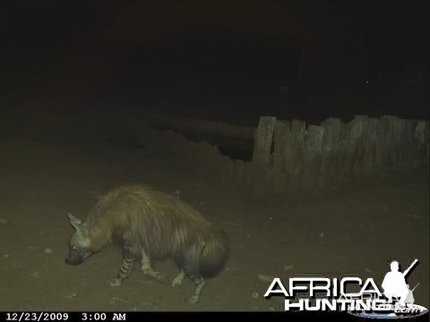 Brown Hyena