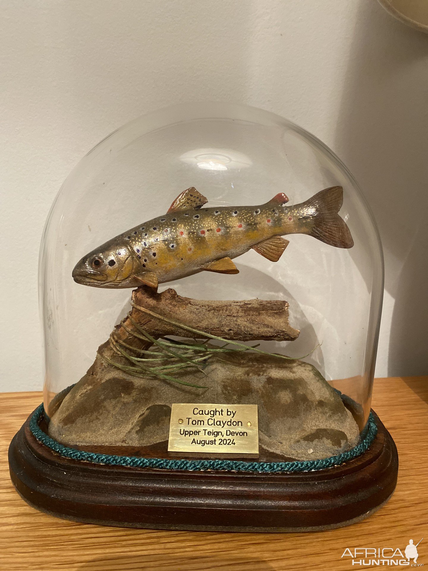 Brown Trout Carved Replica Trophy