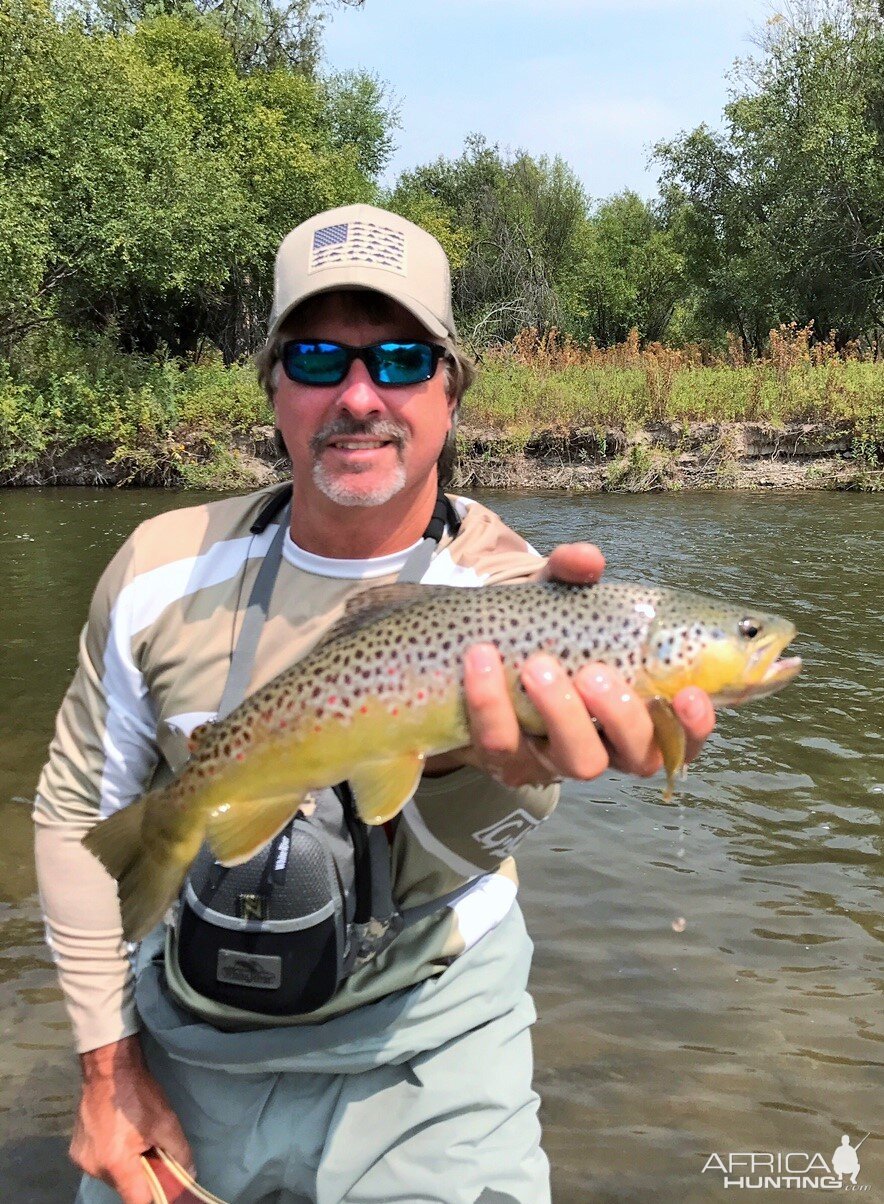 Brown Trout Fishing Montana