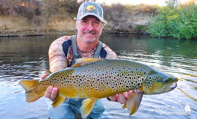 Brown Trout Fly Fishing New Zealand