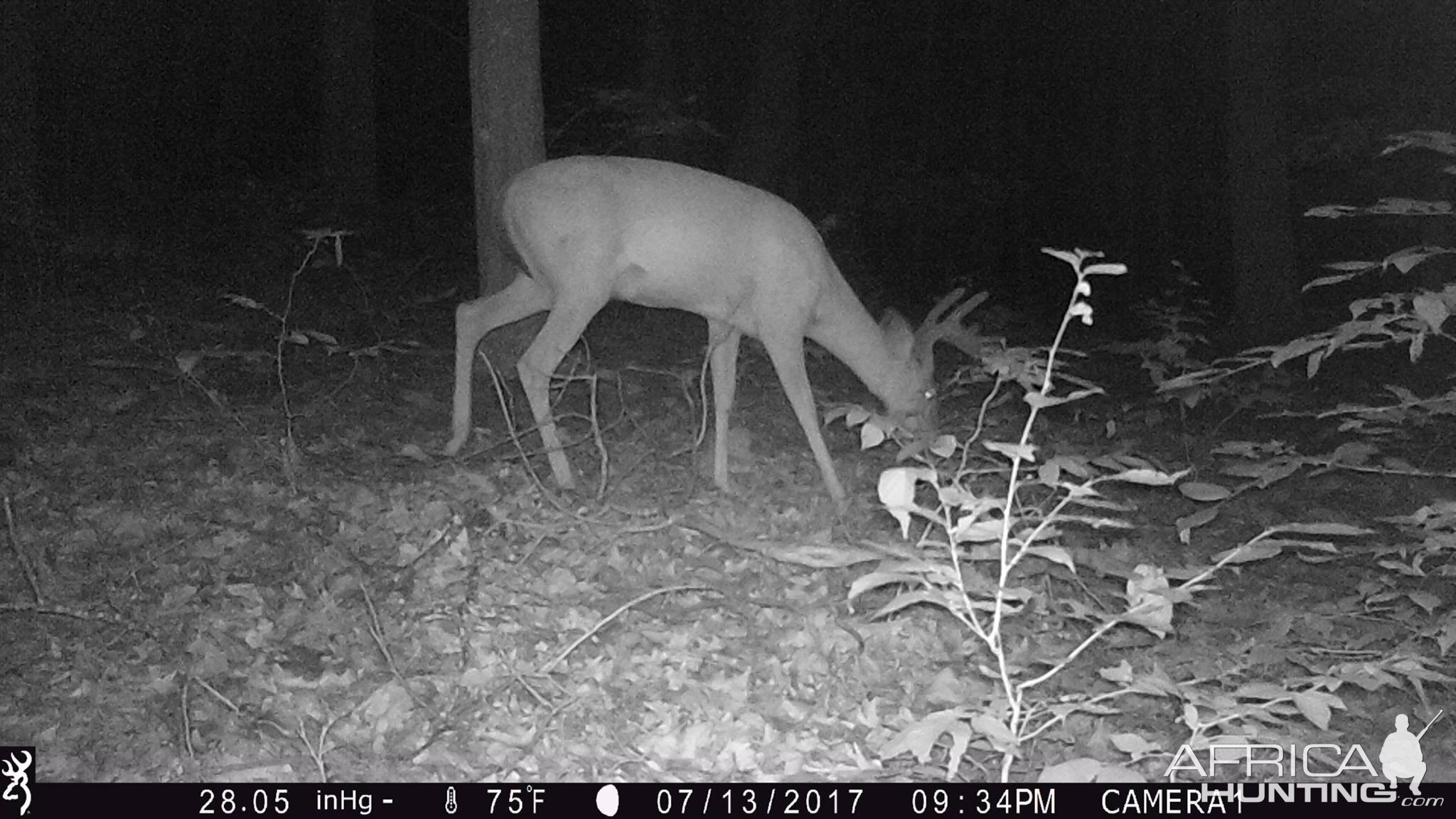 Bruiser WV