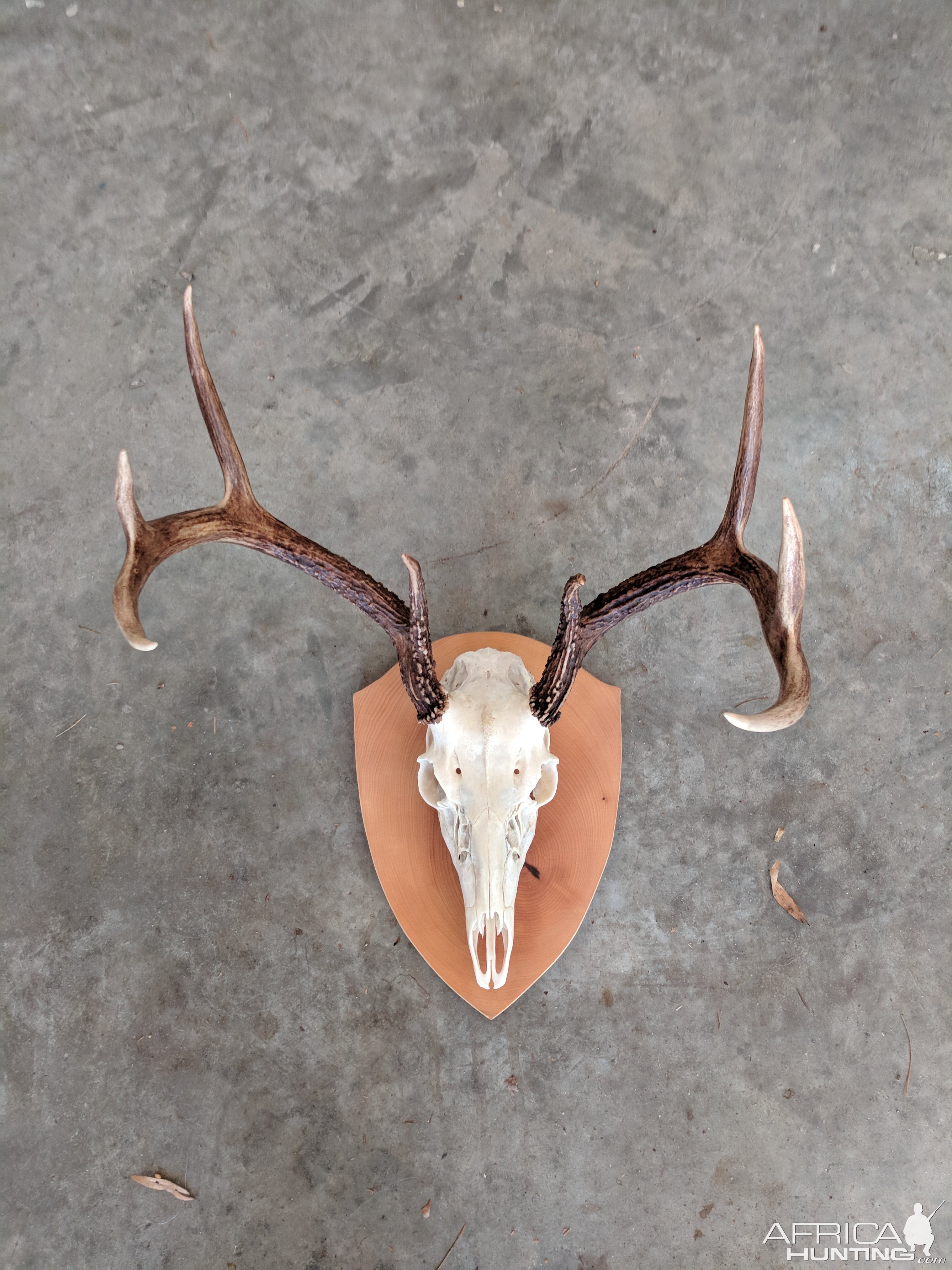 Buck European Skull Mount Taxidermy