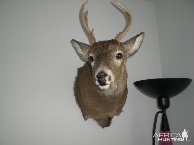 Buck Mount