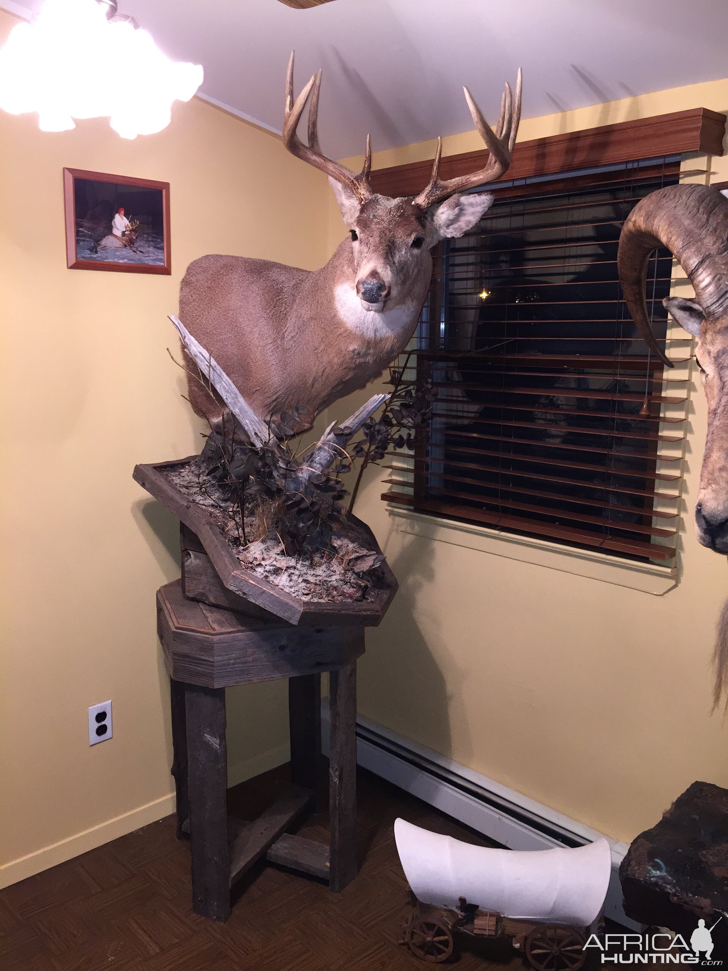 Buck Pedestal Mount Taxidermy