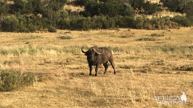 Buffallo South Africa