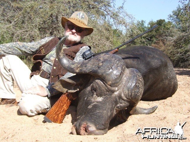 Buffalo 2015 Bulls with Spear safaris