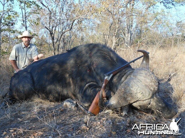 Buffalo 2015 Bulls with Spear safaris