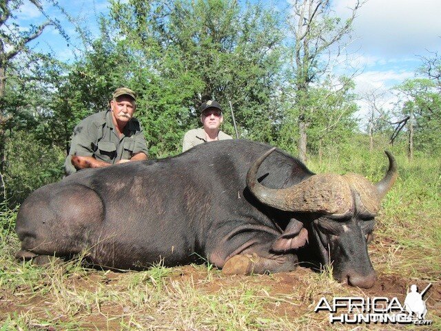 Buffalo 2015 Bulls with Spear safaris