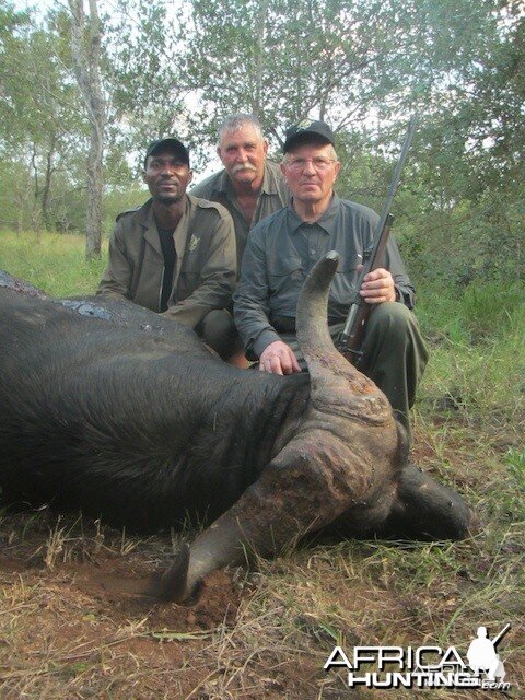 Buffalo 2015 Bulls with Spear safaris