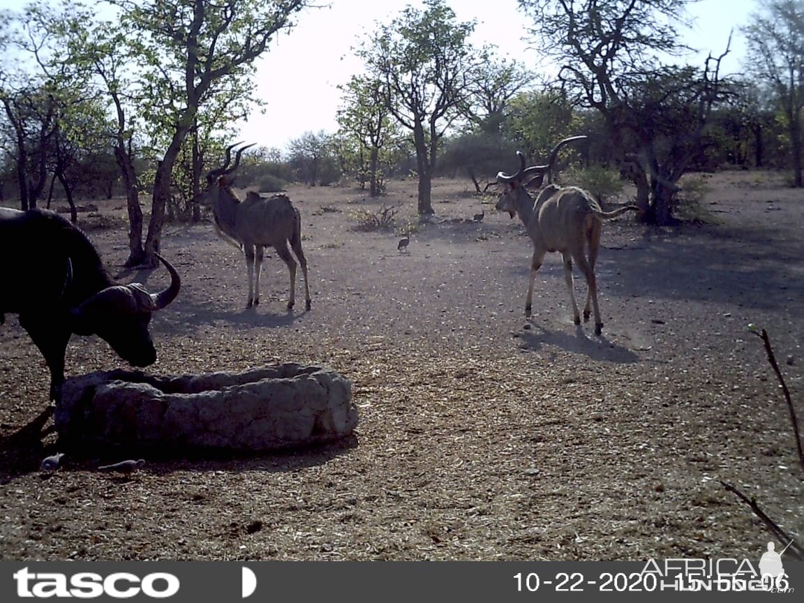 Buffalo and Kudu South Africa