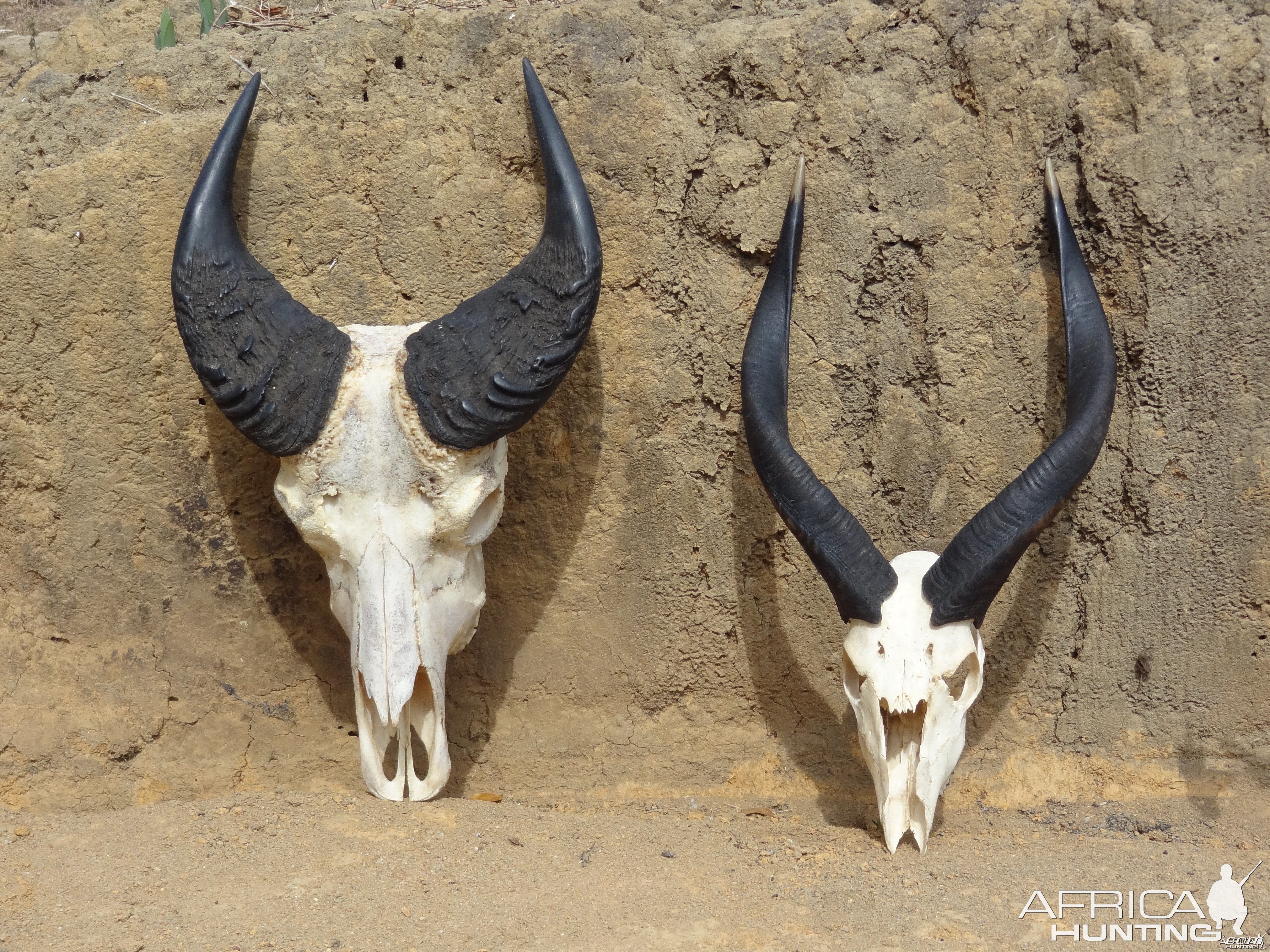 Buffalo and Sitatunga