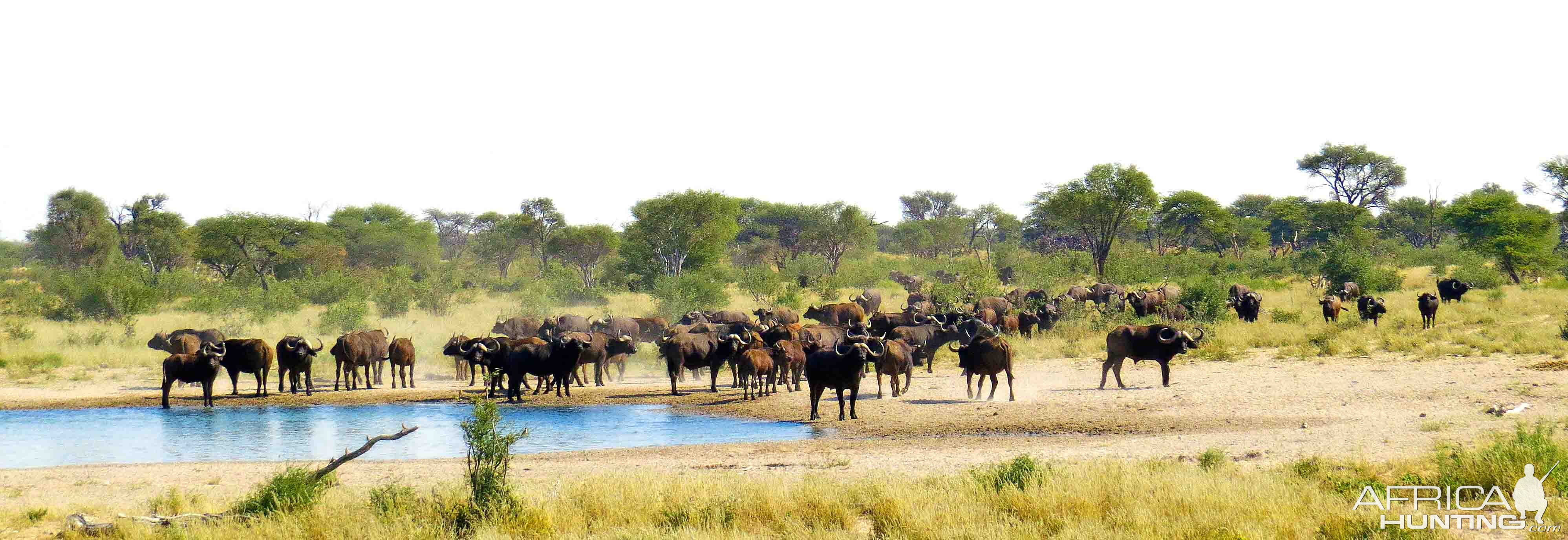 Buffalo at waterhole....never tire of seeing these powerful animals