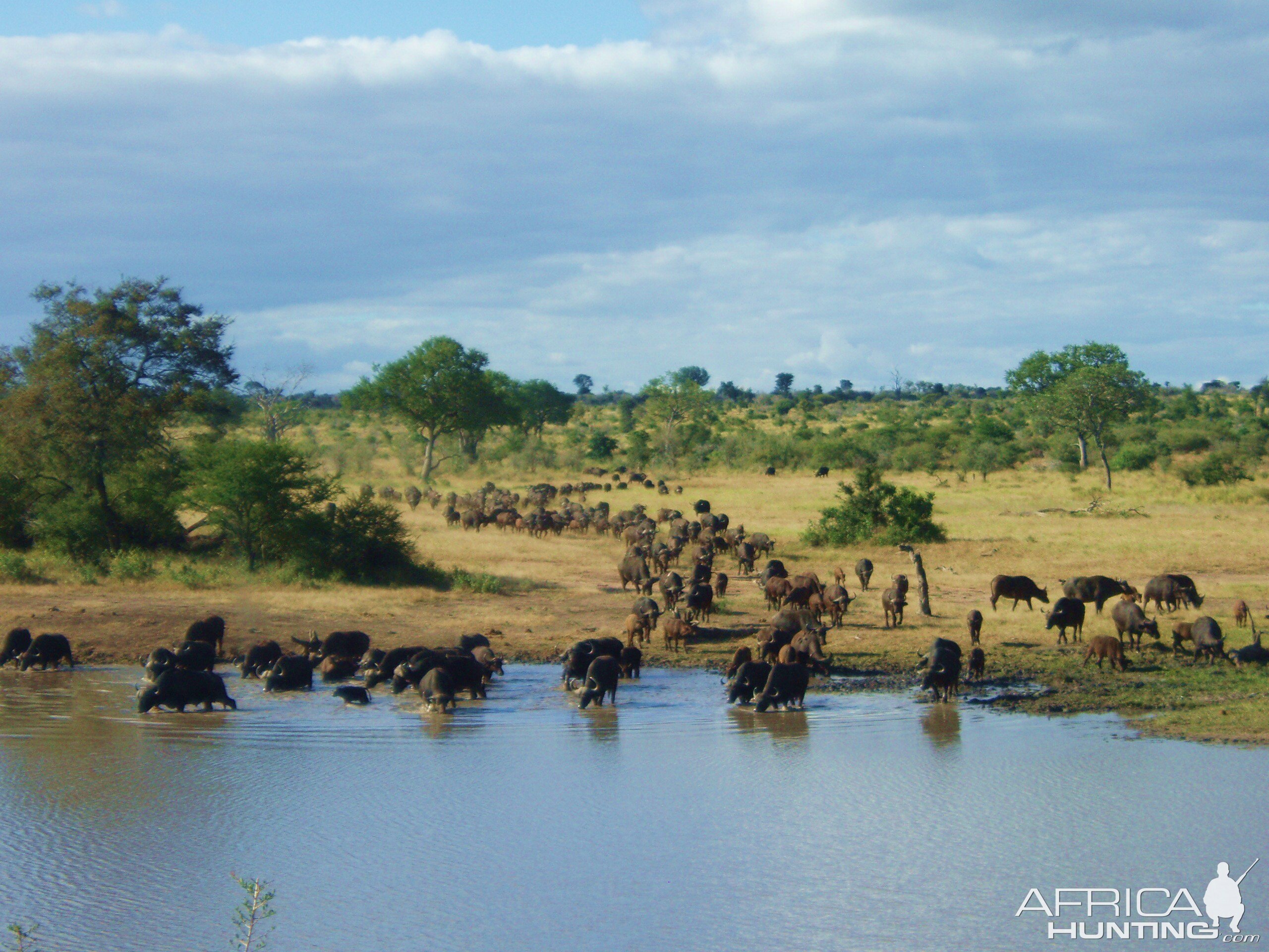 Buffalo at Waterhole