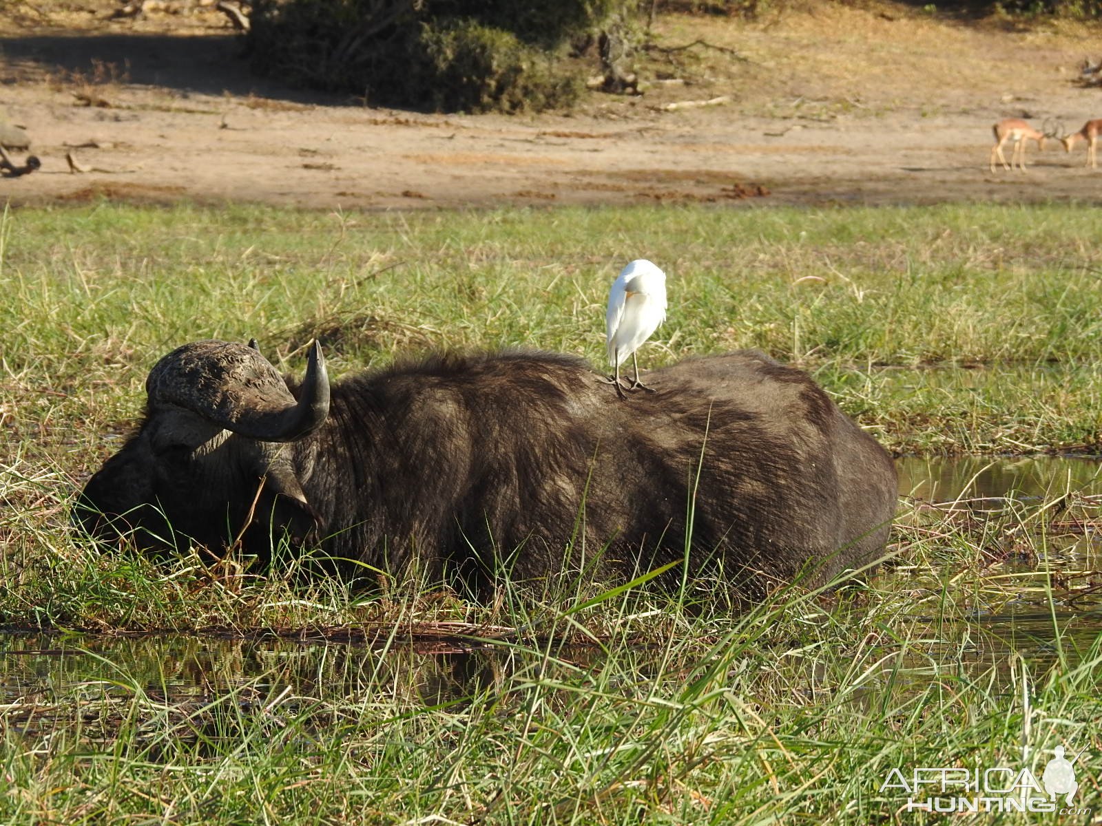 Buffalo Botswana