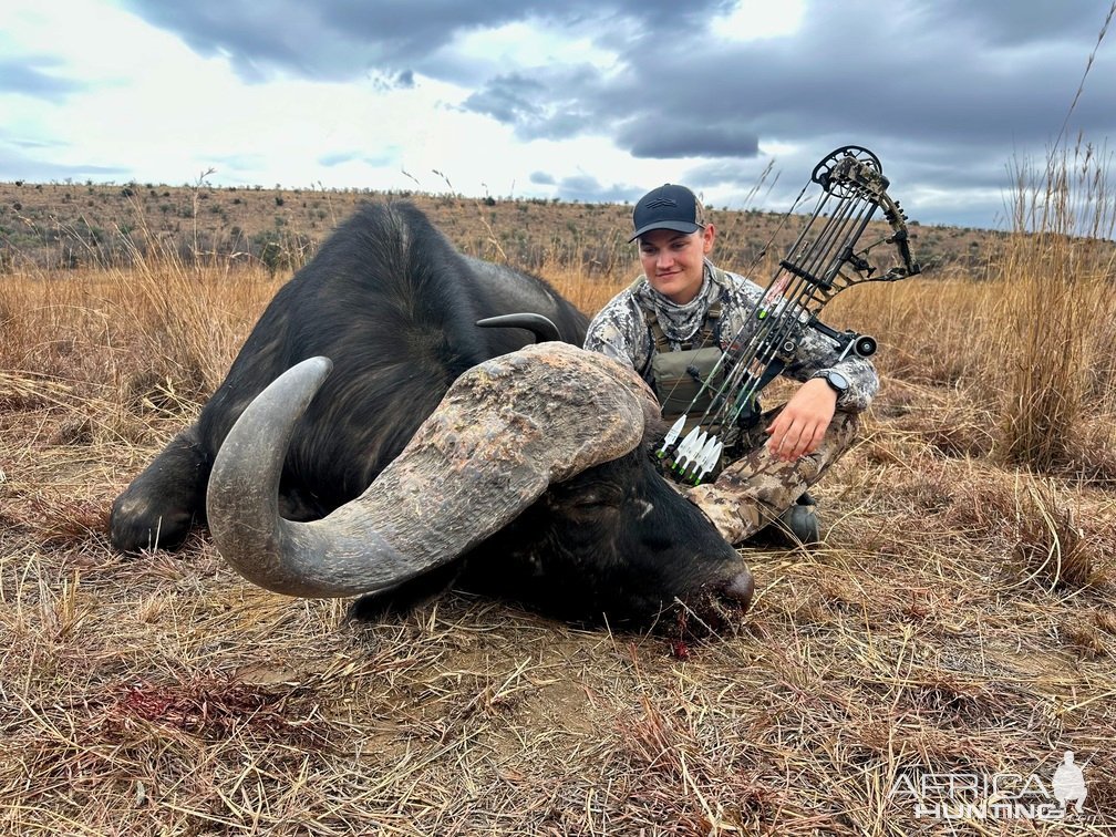 Buffalo Bow Hunt South Africa