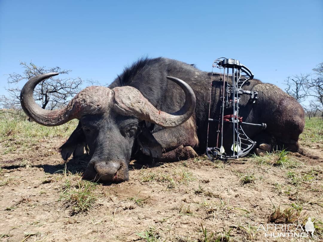 Buffalo Bow Hunting South Africa