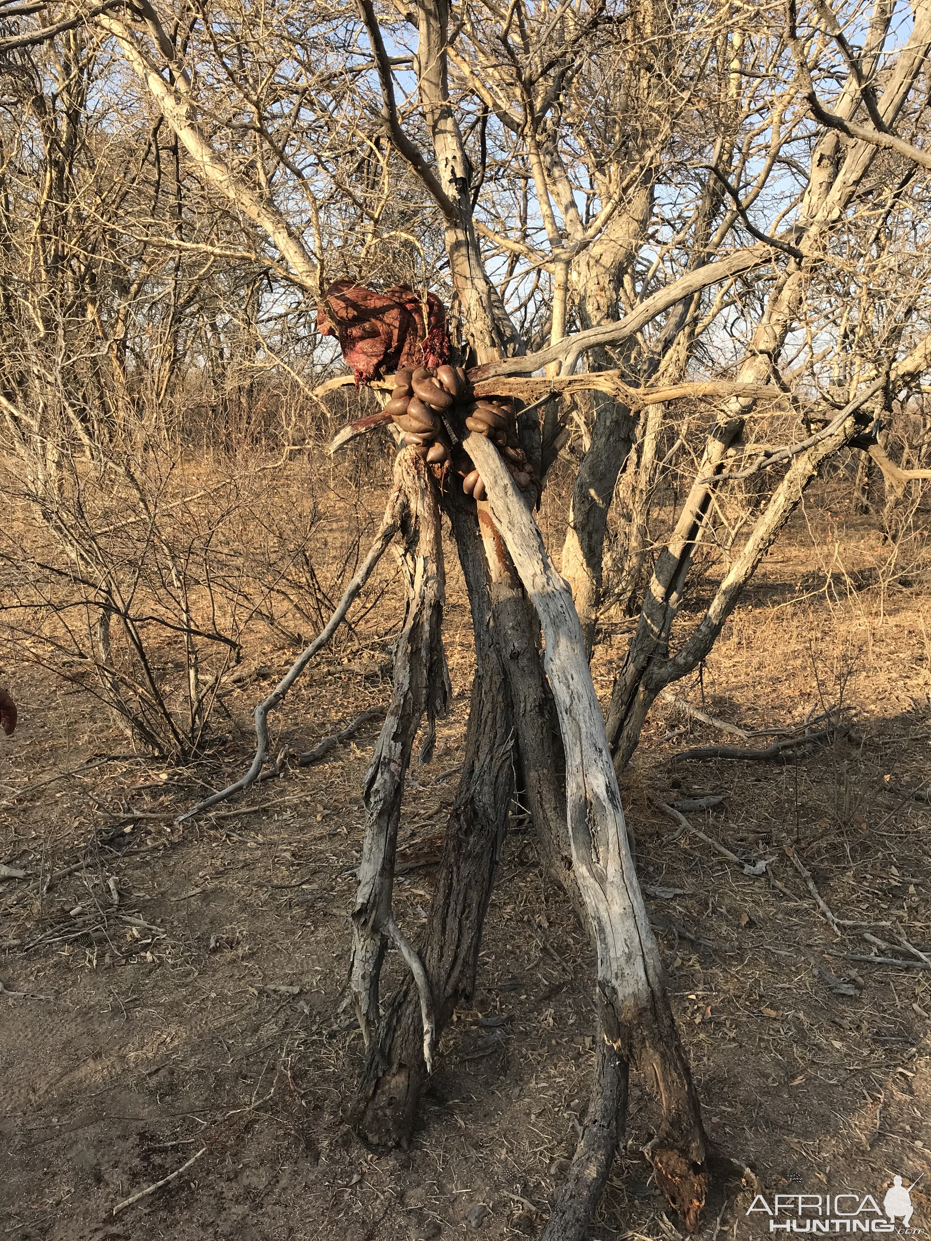 Buffalo Bow Hunting South Africa