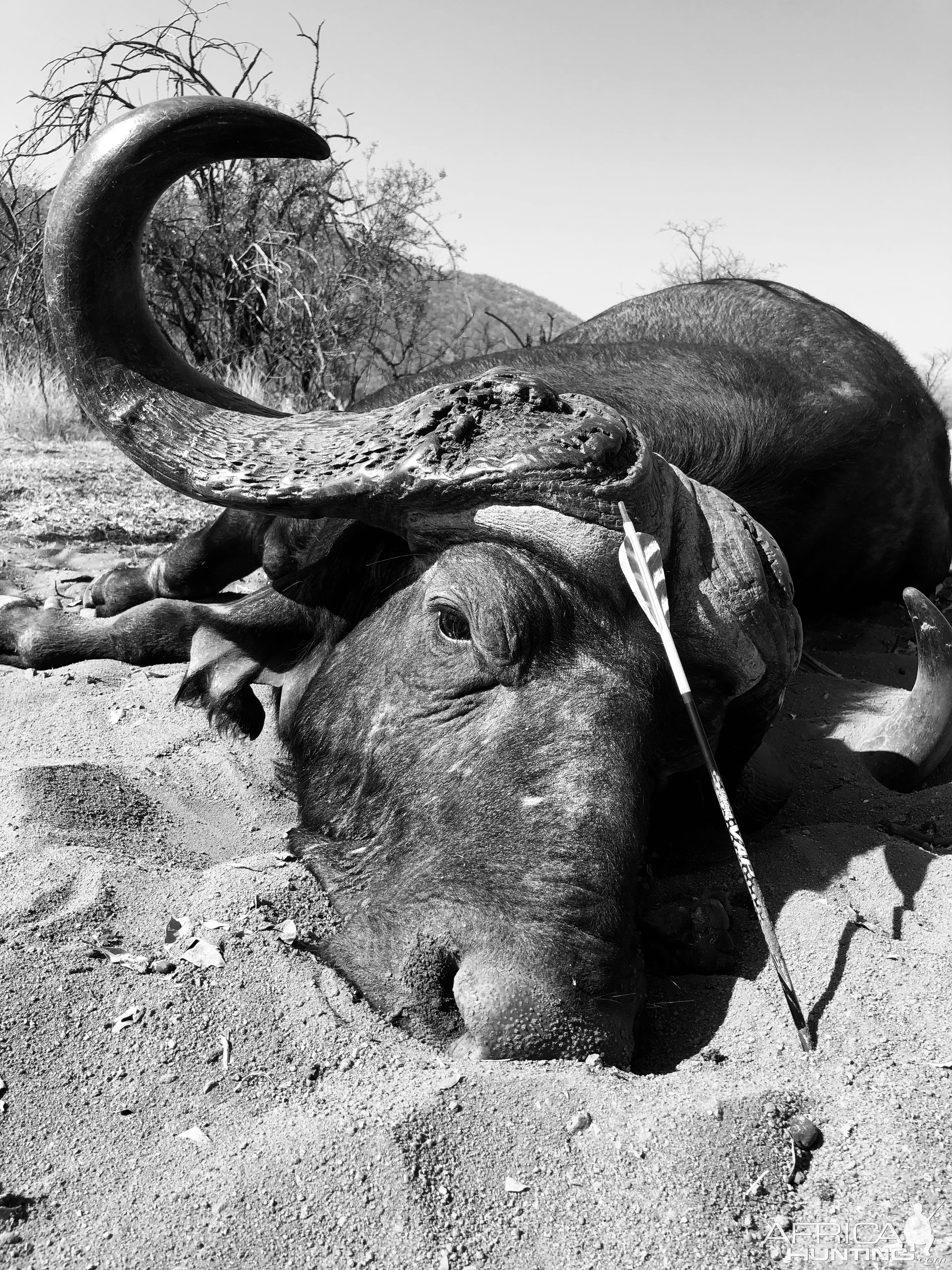 Buffalo Bow Hunting