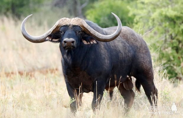 Buffalo Breeding Bull South Africa