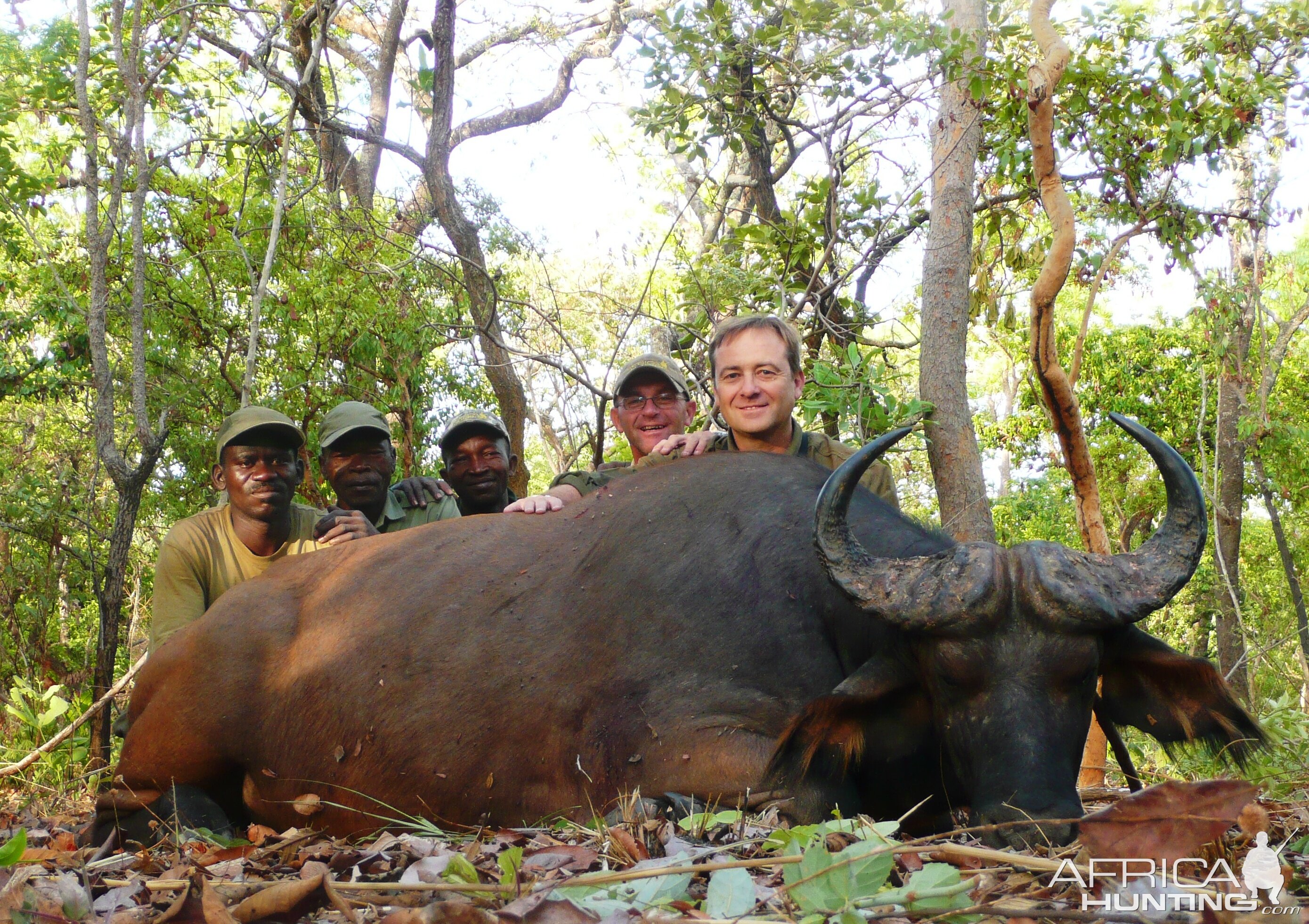 Buffalo bull from Central African Republic