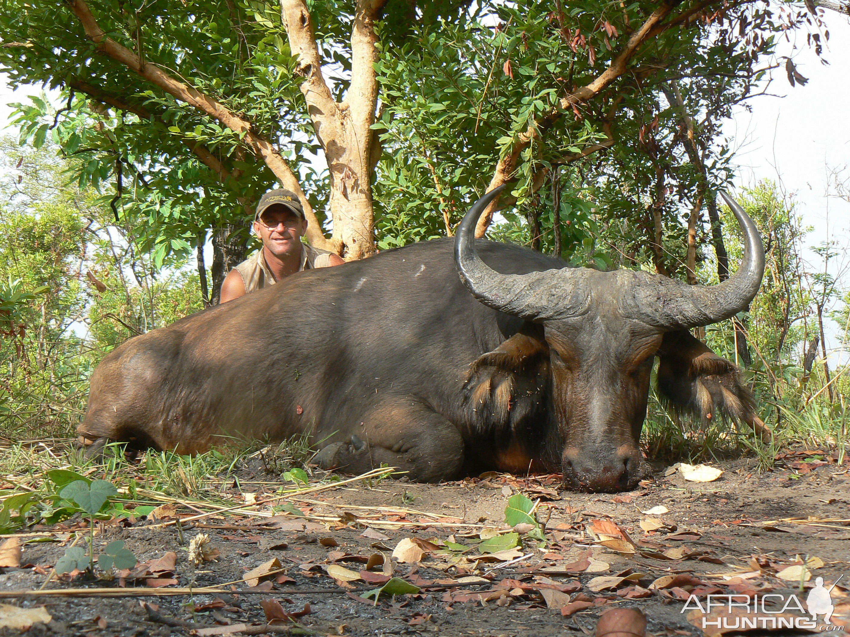 Buffalo bull from Central African Republic