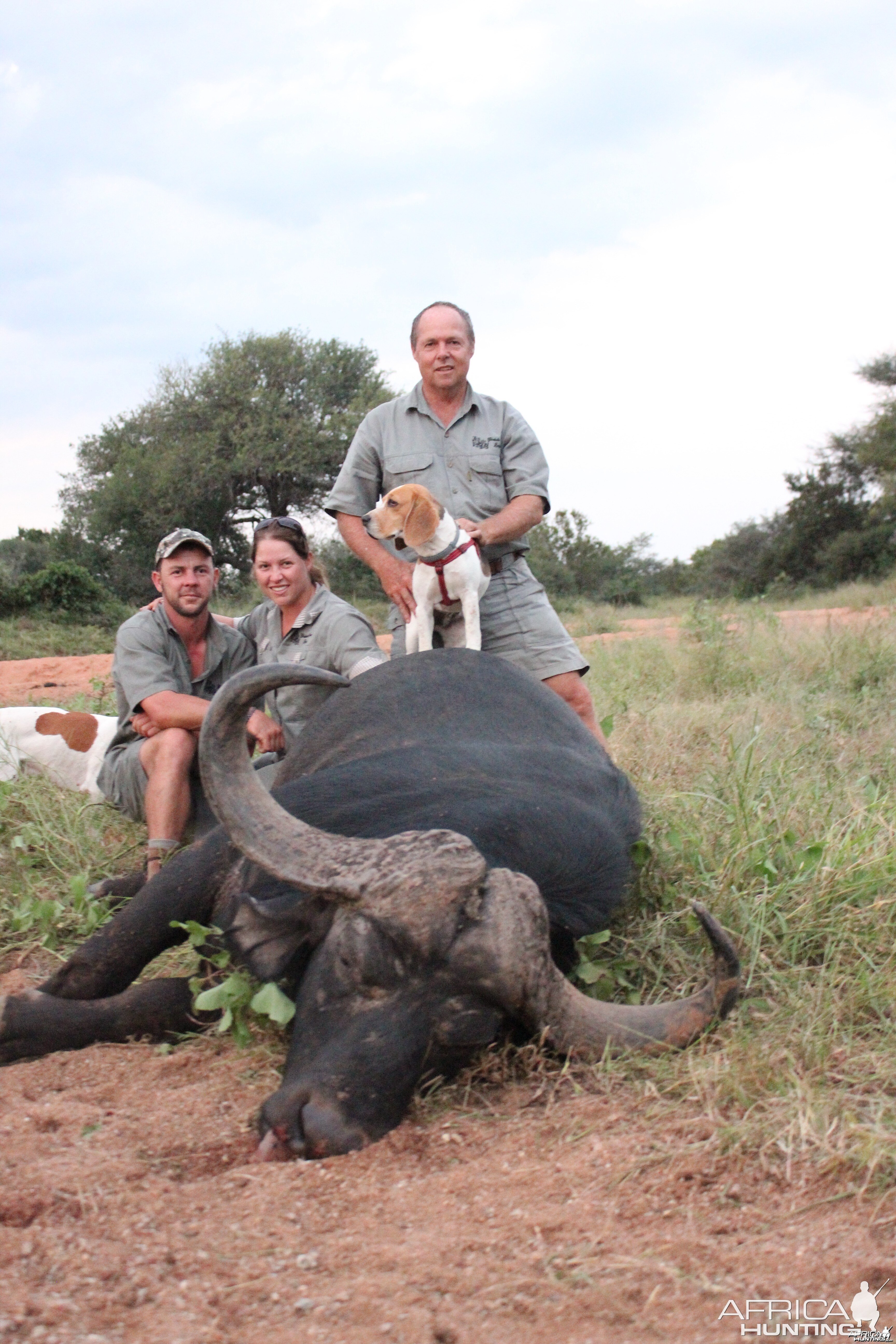 Buffalo bull of 43 inches