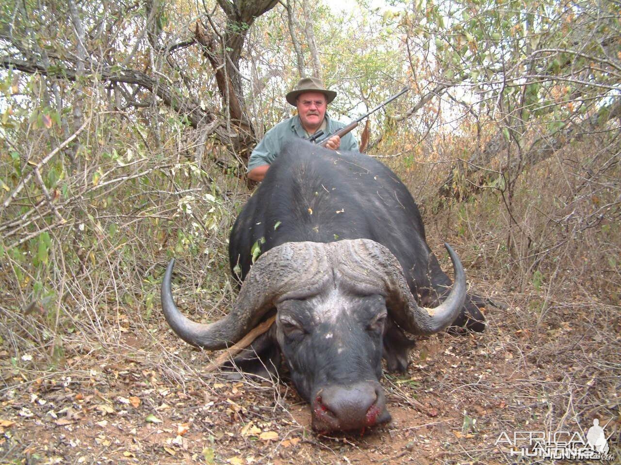 Buffalo bull Tanzania 2005