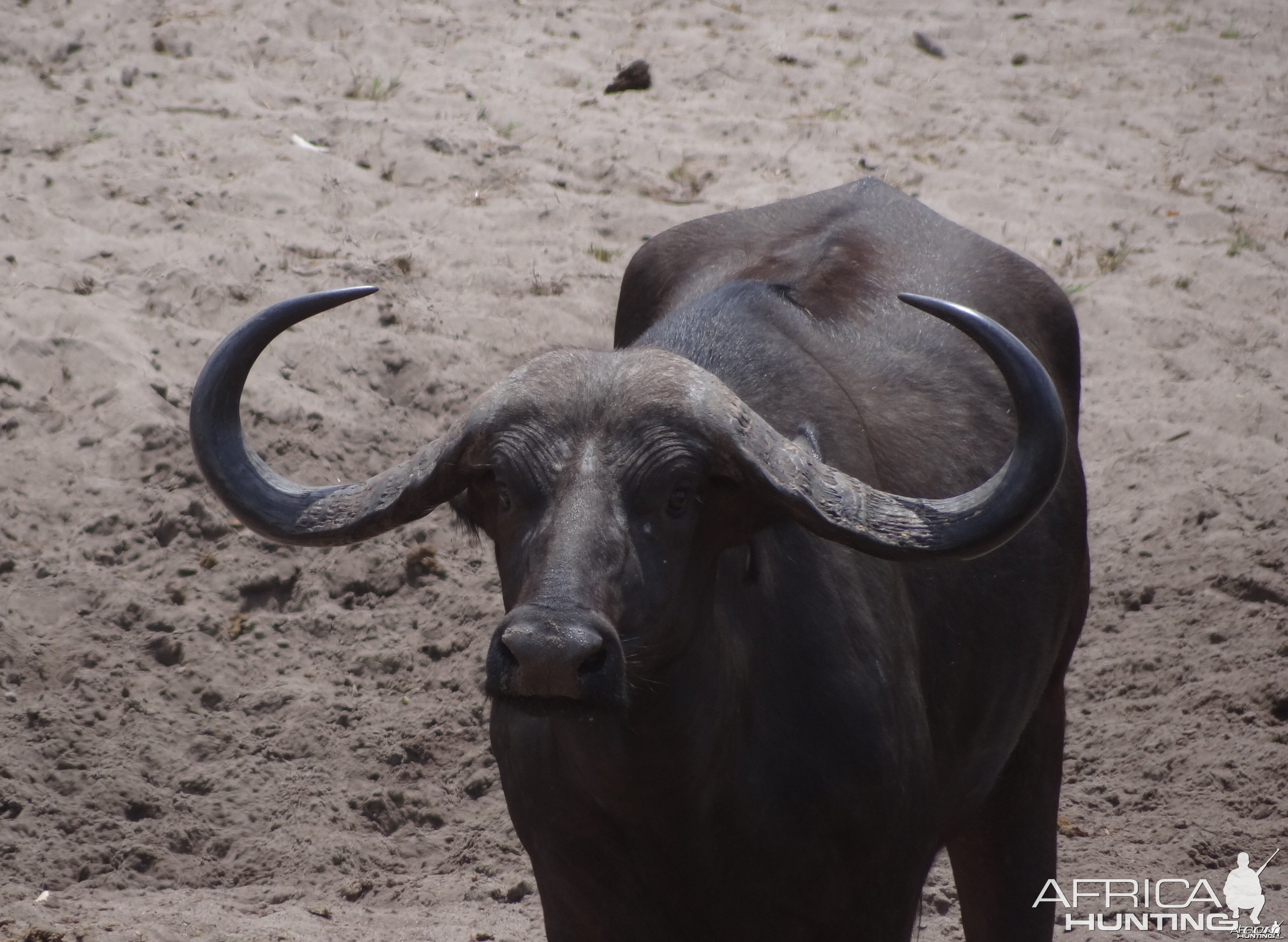 Buffalo bull without scrotum