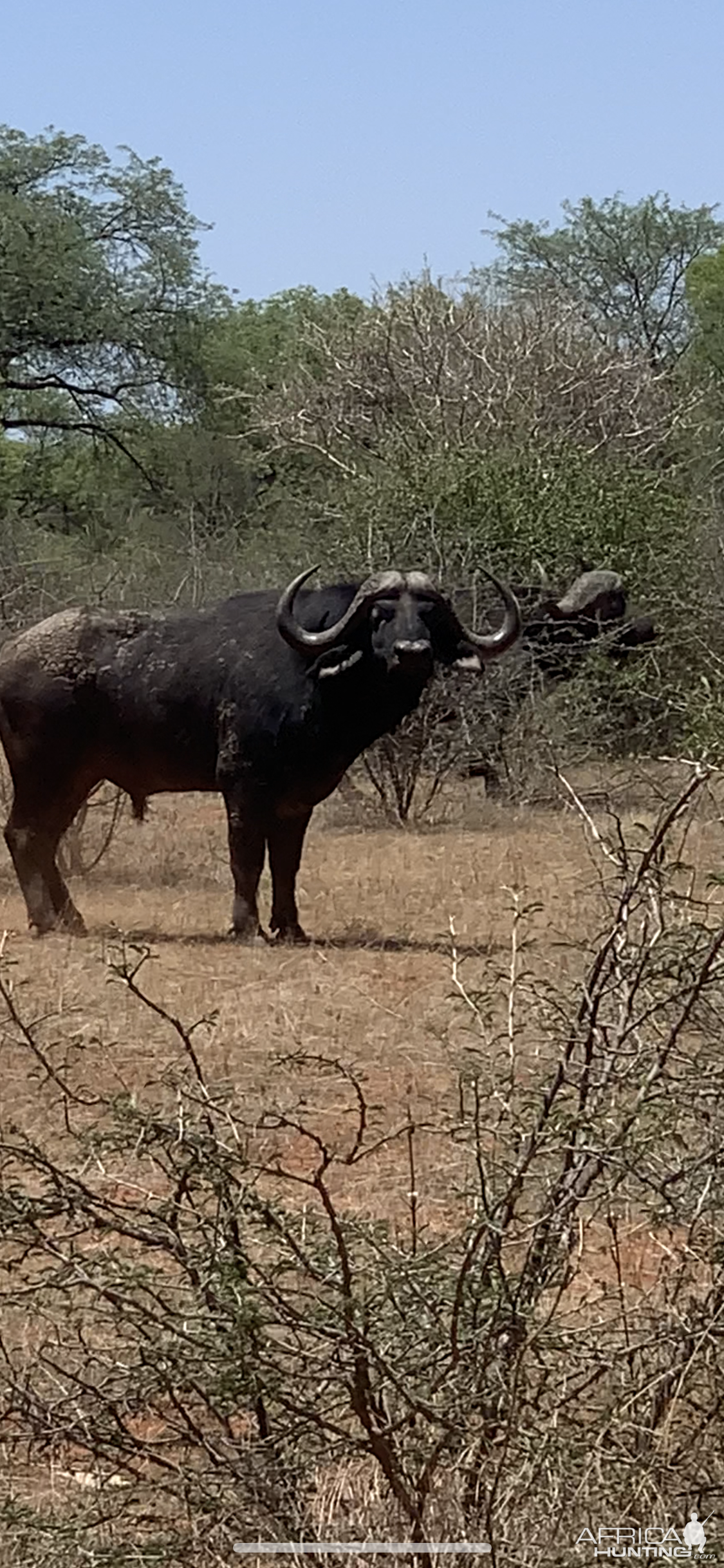 Buffalo Bull