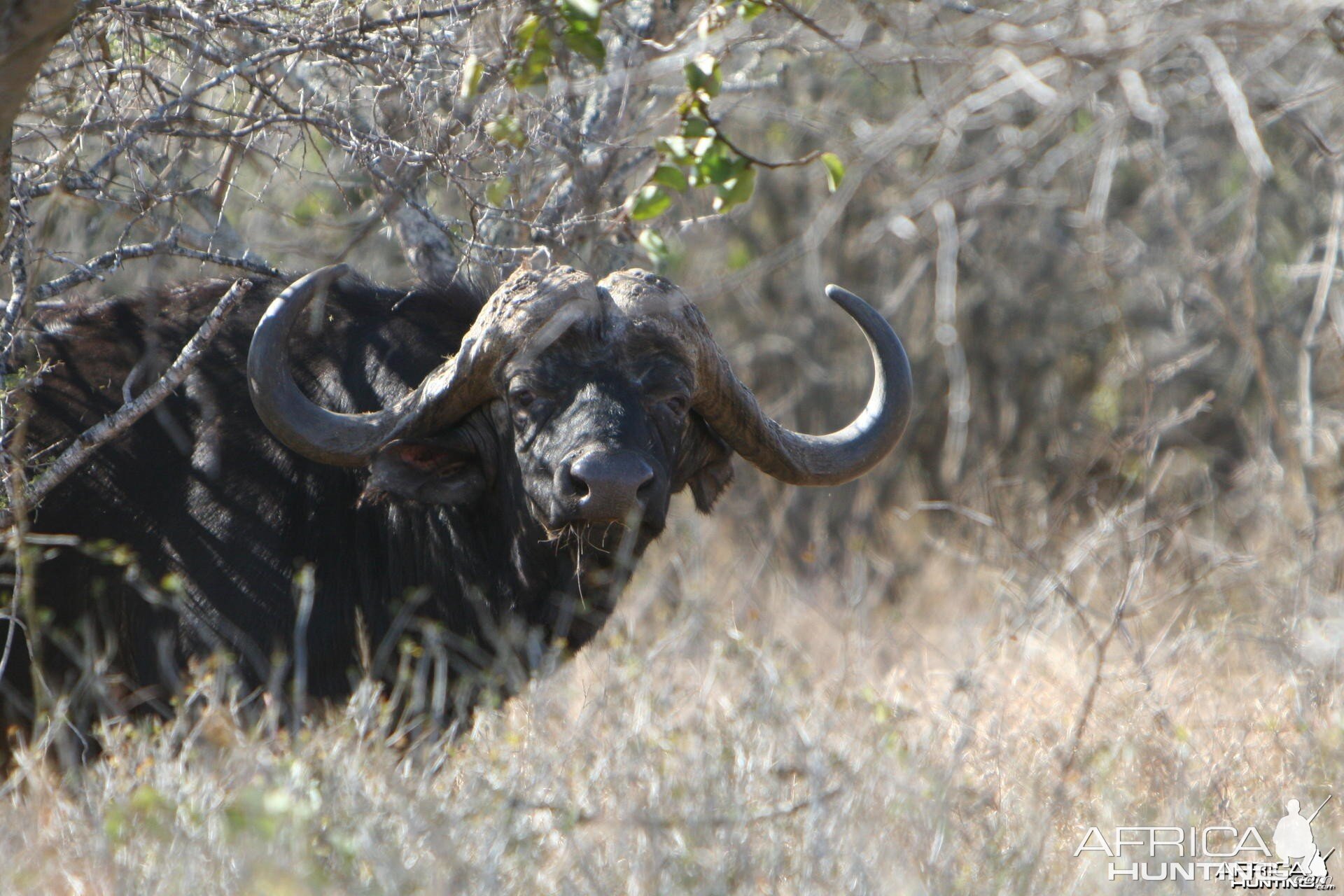 Buffalo Bull