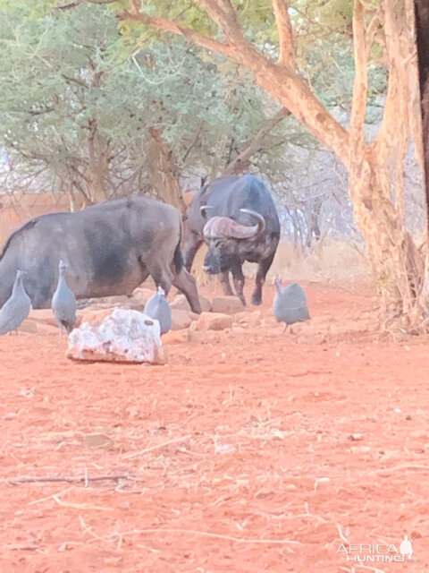 Buffalo Bulls Grazing South Africa