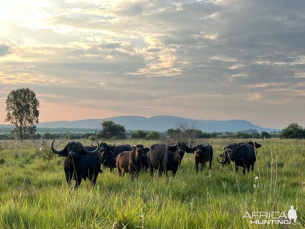 Buffalo Bulls Limpopo South Africa