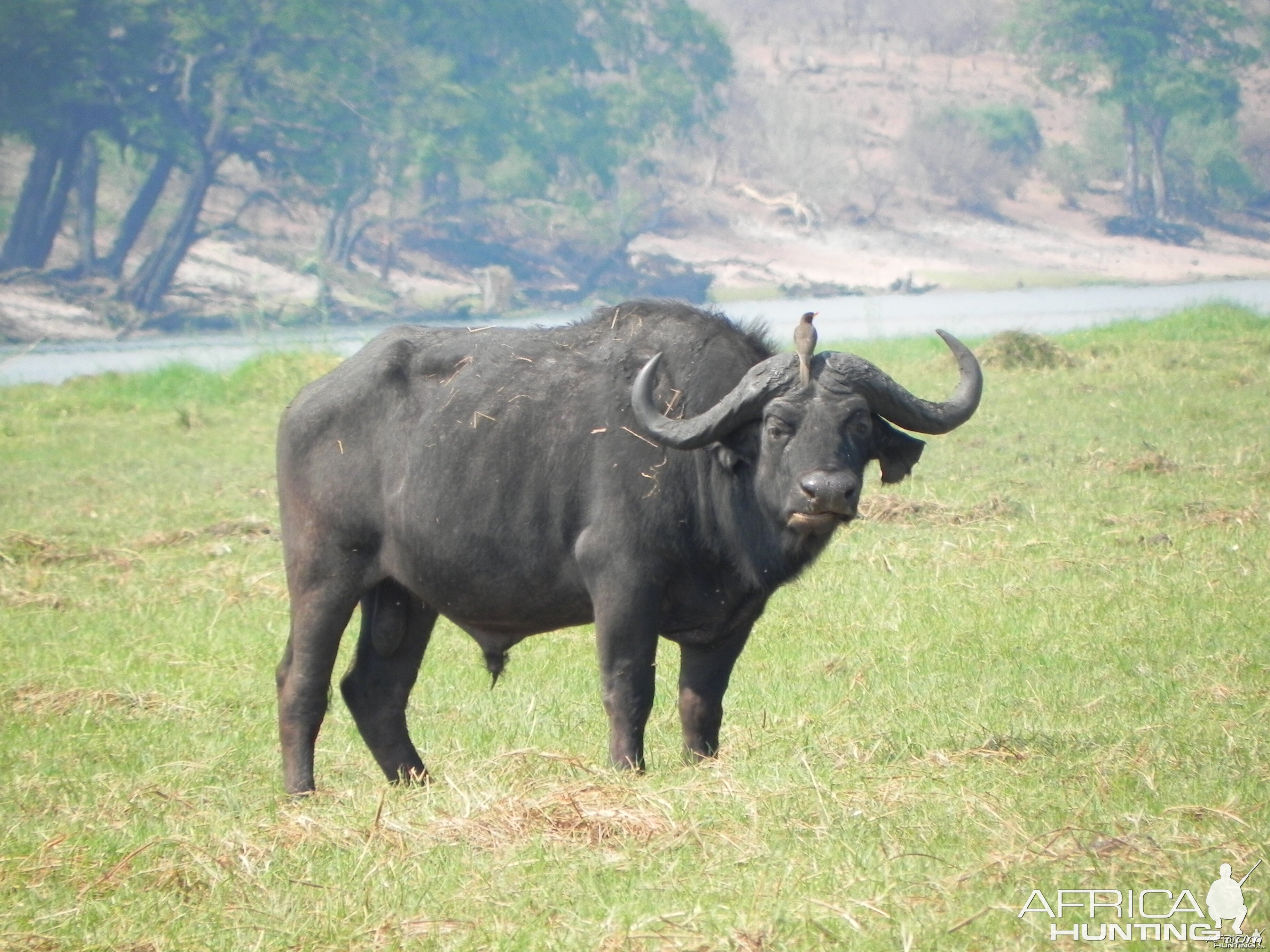 Buffalo Caprivi Namibia