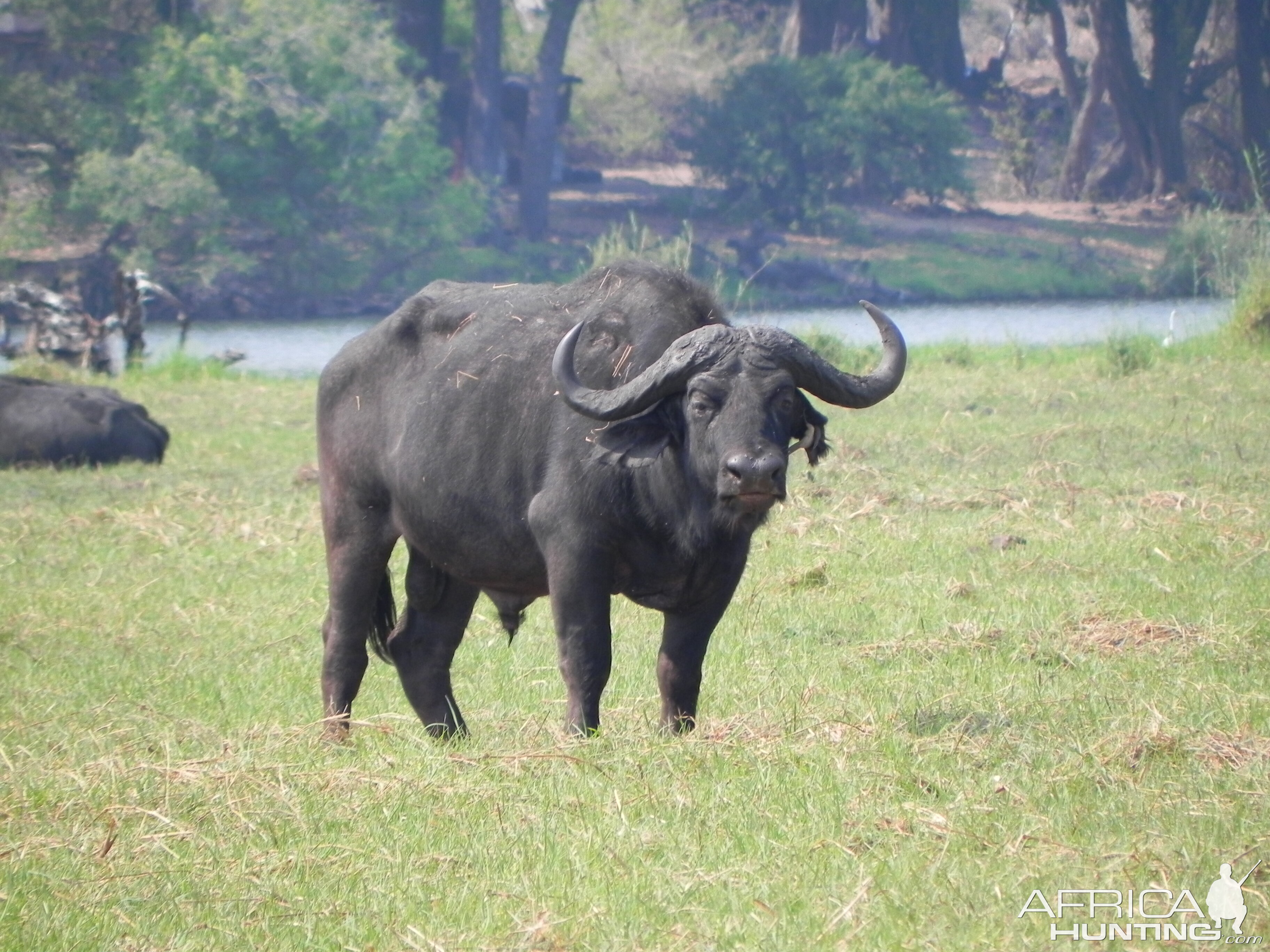 Buffalo Caprivi Namibia