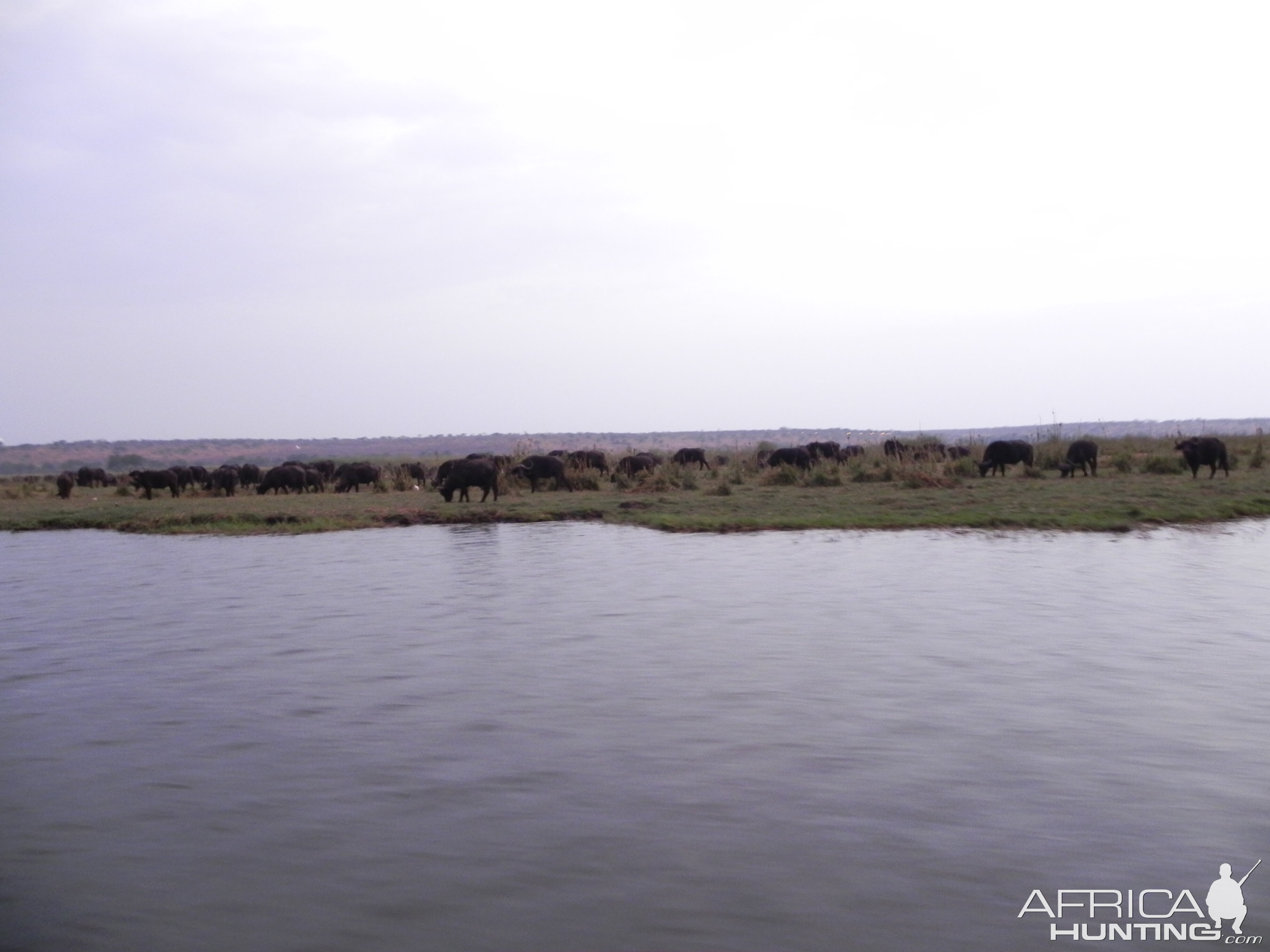 Buffalo Caprivi Namibia