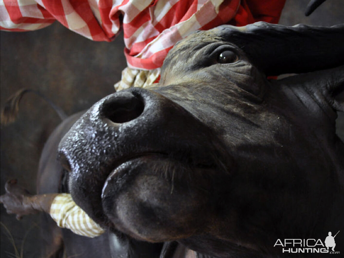 buffalo charge taxidermy mount