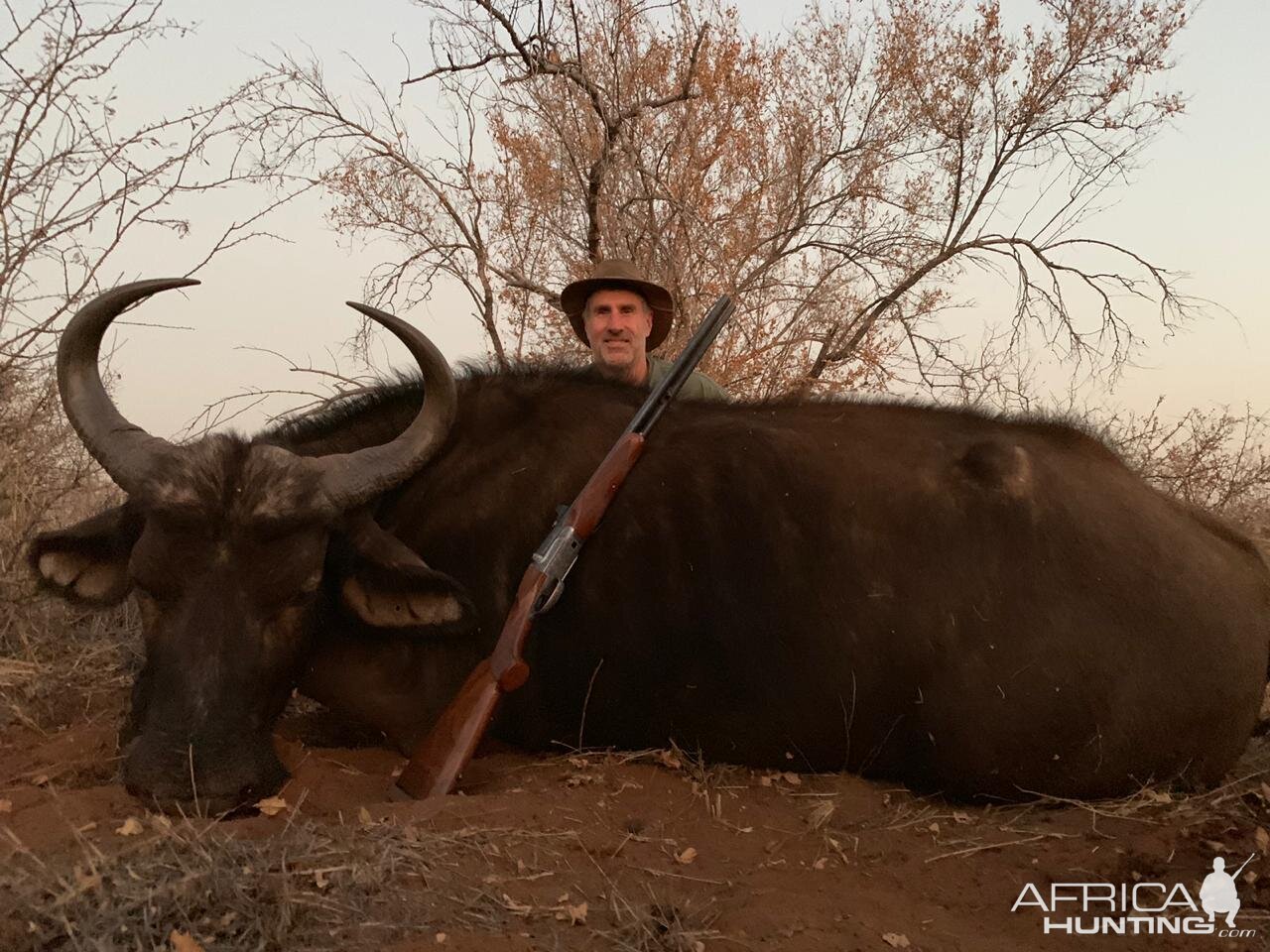 Buffalo cow at Tallyho