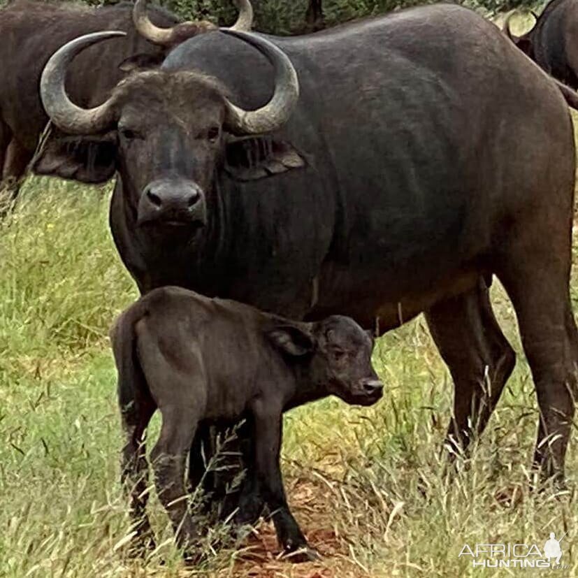 Buffalo Cow & calf South Africa