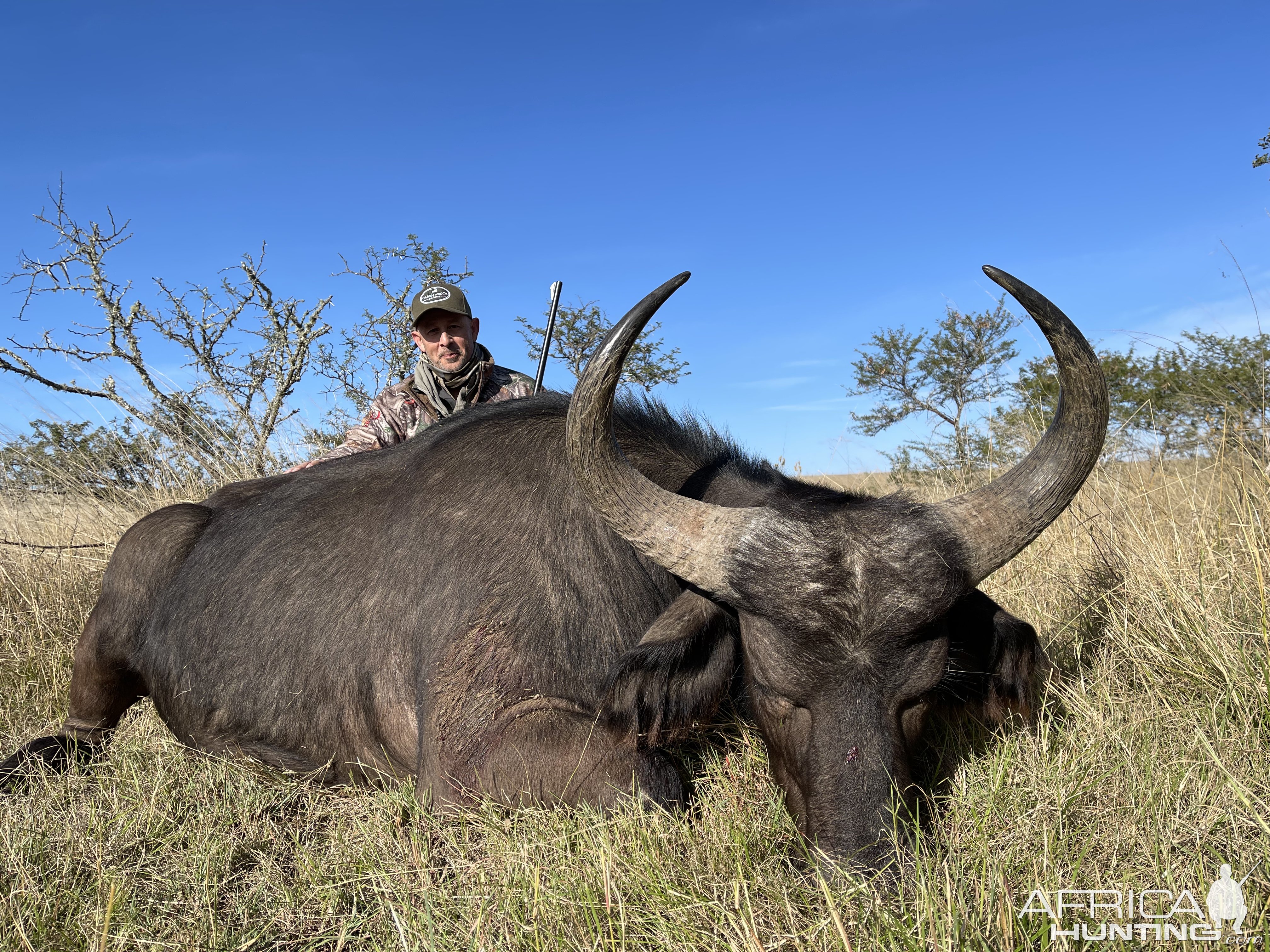 Buffalo Cow Hunt Eastern Cape South Africa