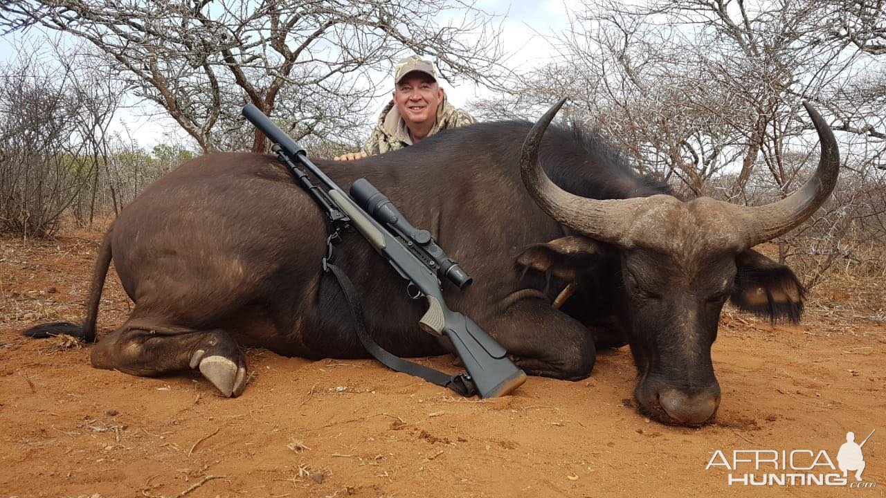 Buffalo Cow Hunt Limpopo Province South Africa