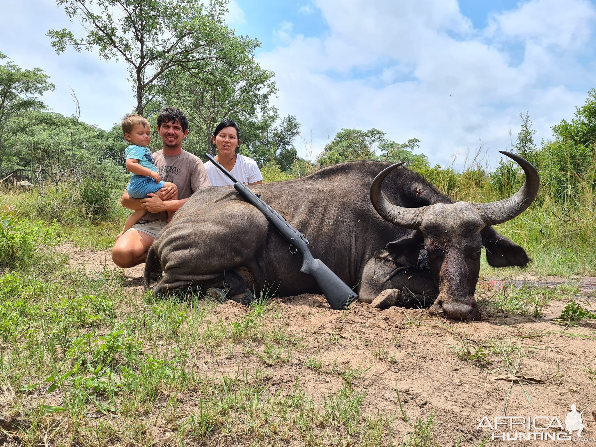 Buffalo Cow Hunt Limpopo South Africa