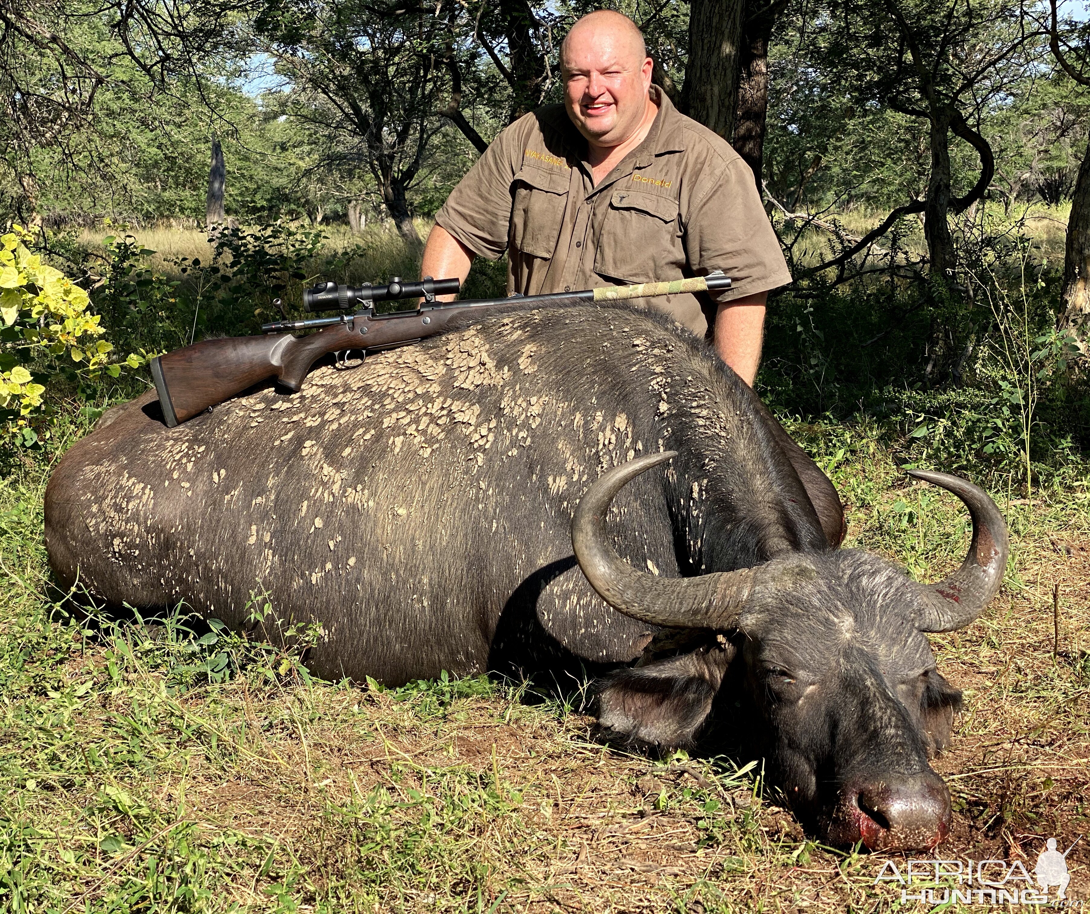 Buffalo Cow Hunt South Africa