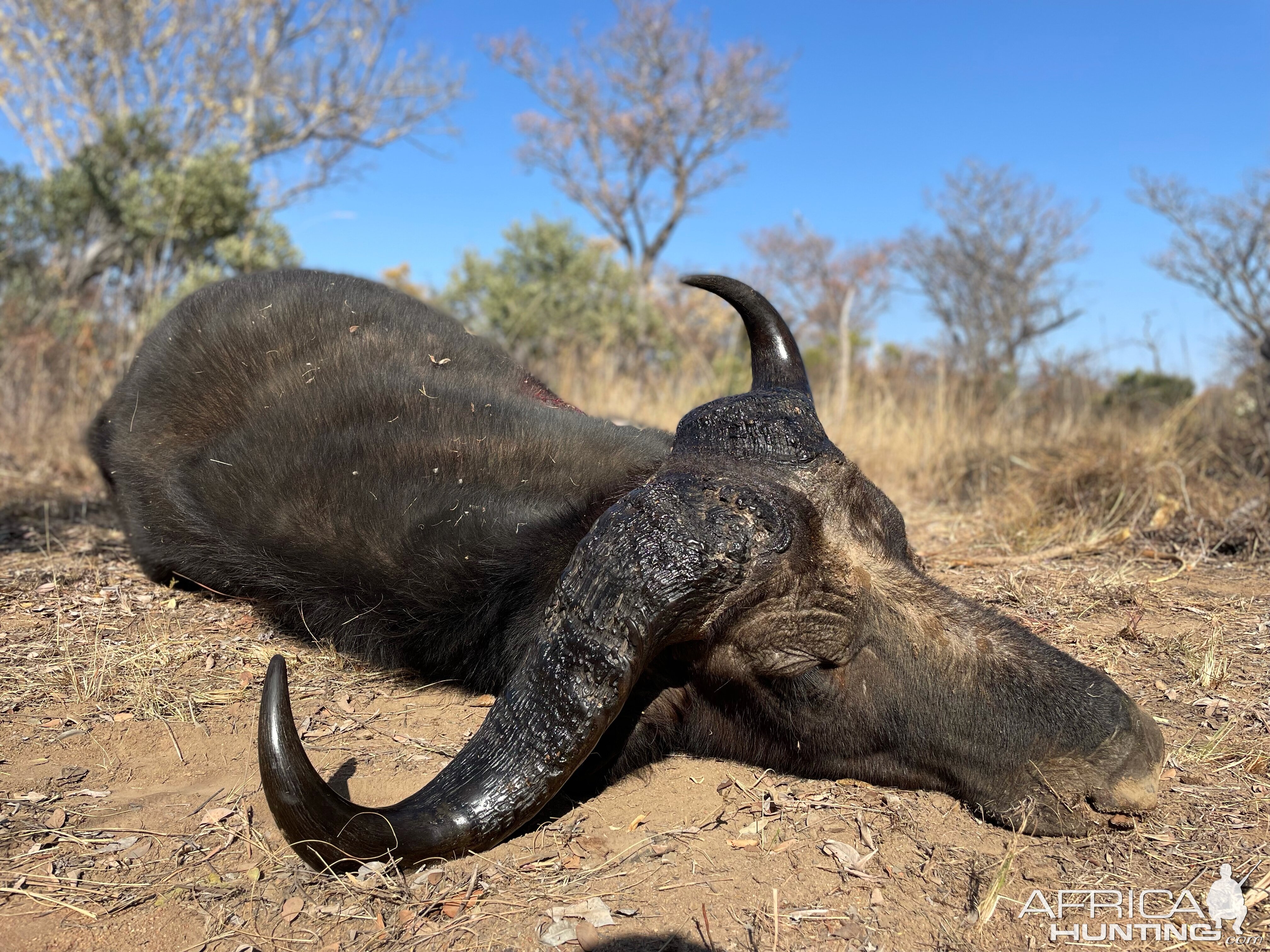 Buffalo Cow Hunt South Africa