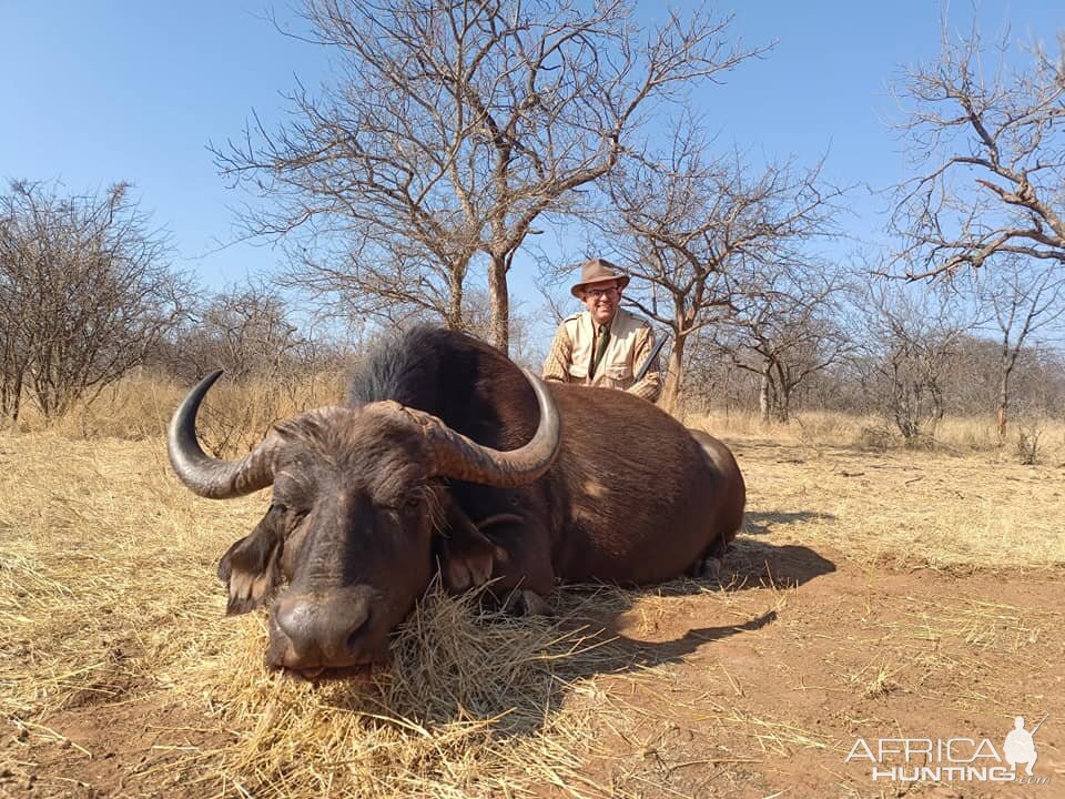 Buffalo cow Hunt South Africa