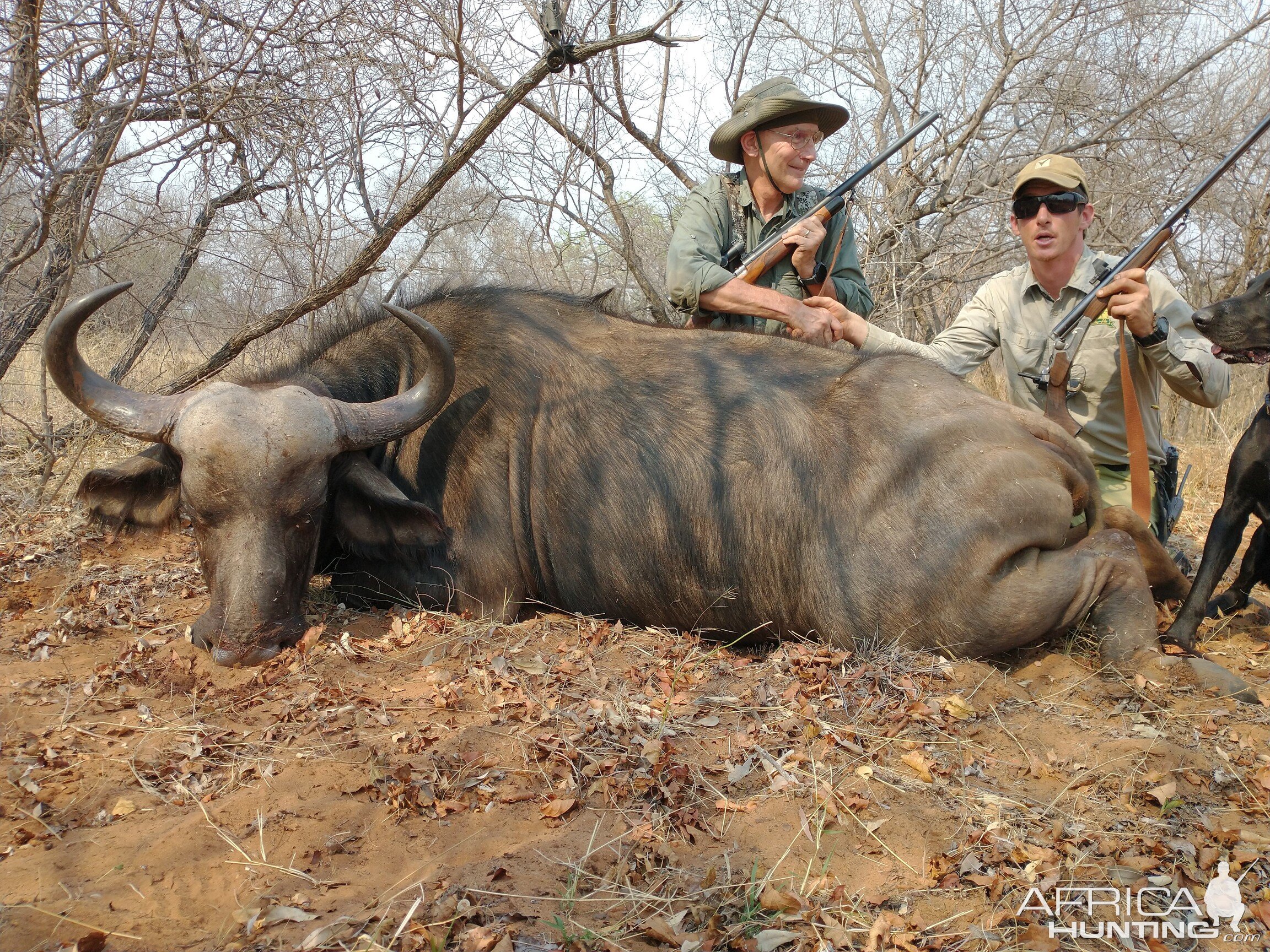 Buffalo Cow Hunt South Africa