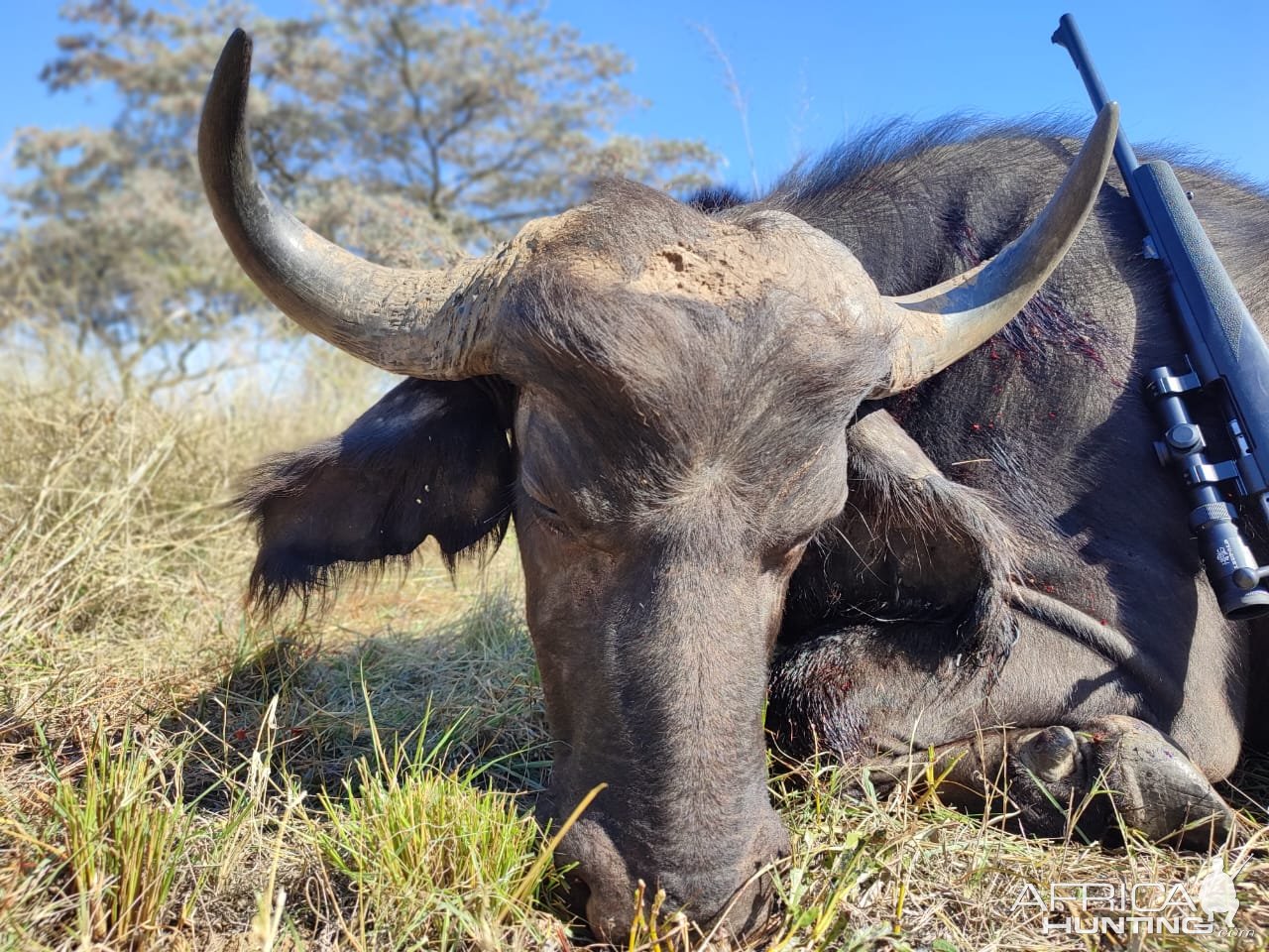 Buffalo Cow Hunt South Africa