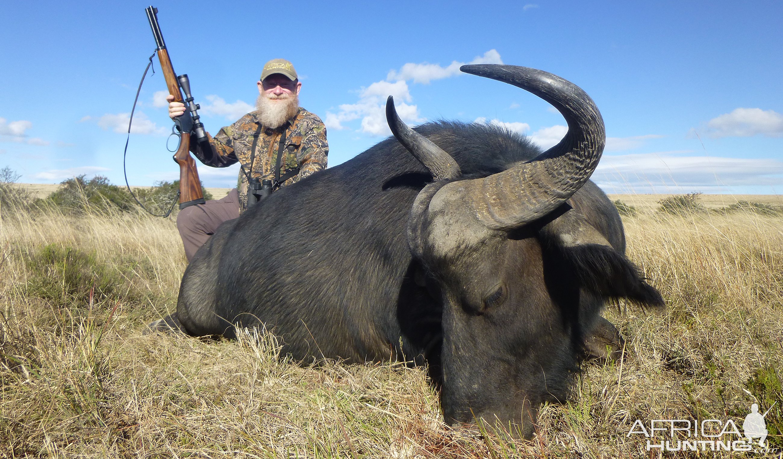 Buffalo Cow Hunt South Africa