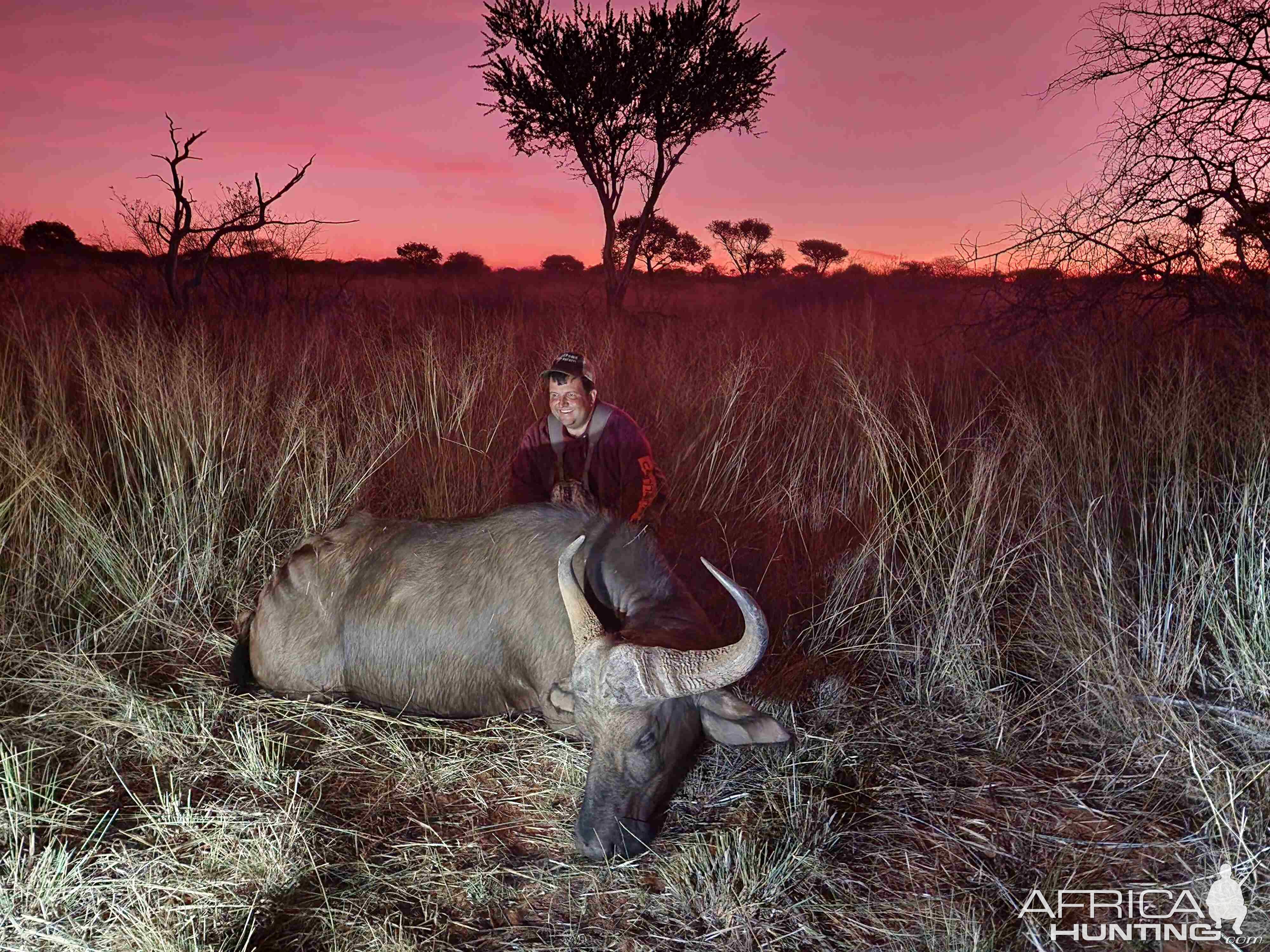 Buffalo Cow Hunt South Africa