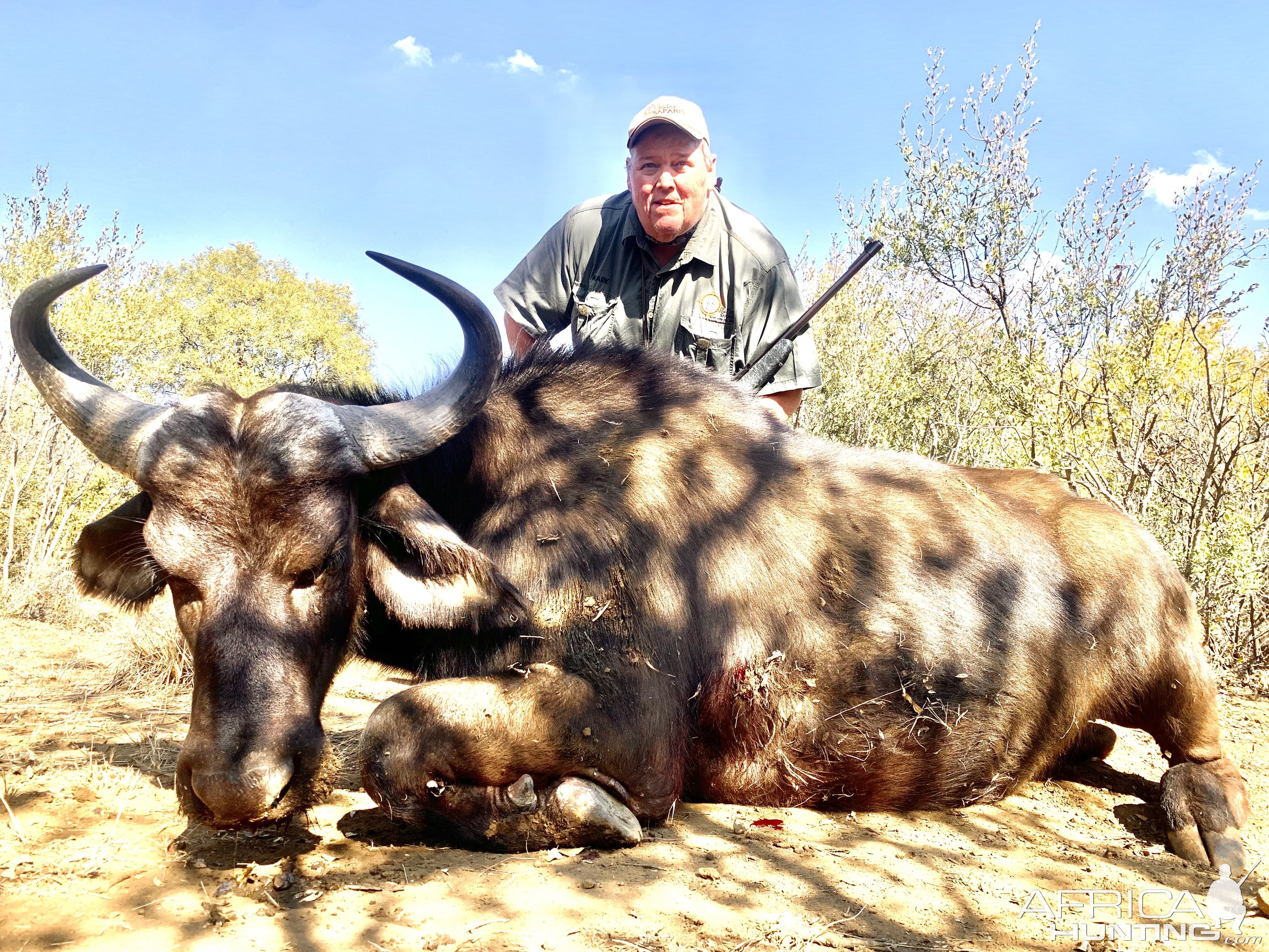 Buffalo Cow Hunt South Africa